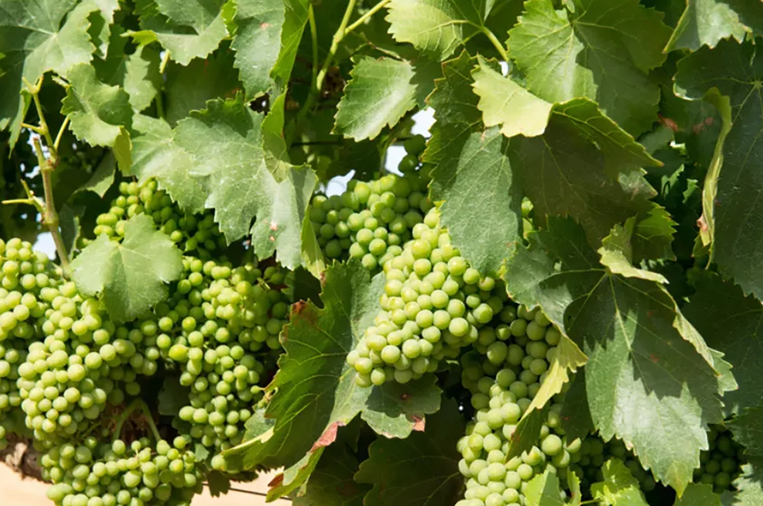 A Mandatory Code by 2027: The Government Responds on Winegrape Purchases