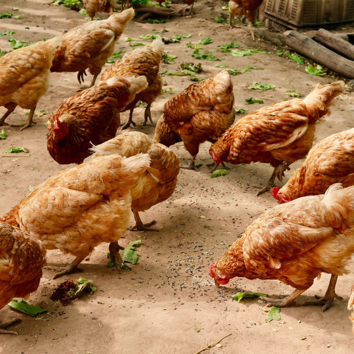 The Proof is in the Carton: ACCC Reinforces Labelling Standards for Agribusiness