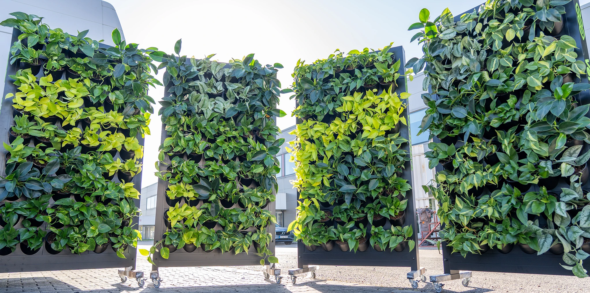 kölcsönözhető 4db növényfal