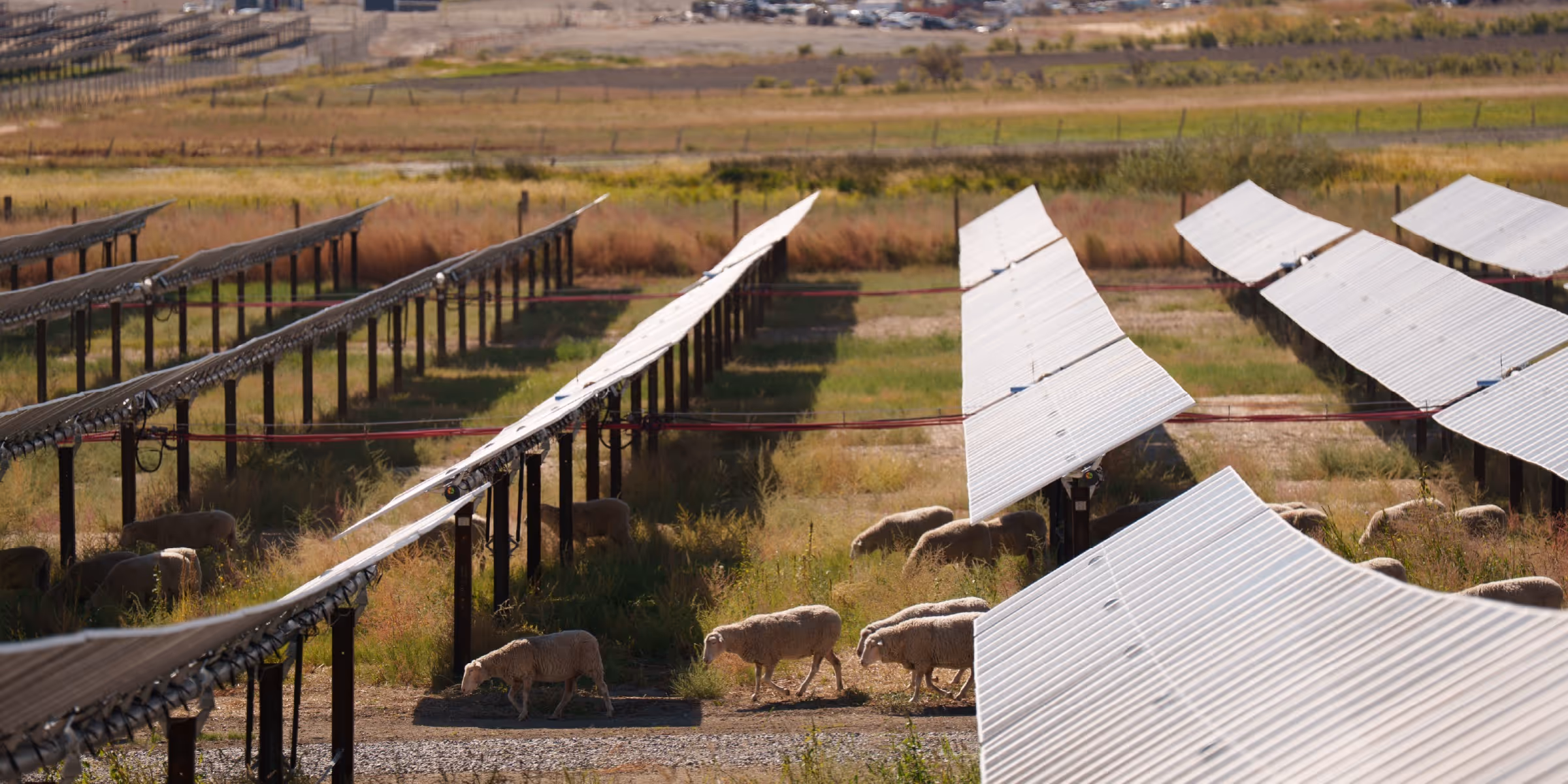 Photo of sheep walking under solar panels at Garnet Mesa Solar