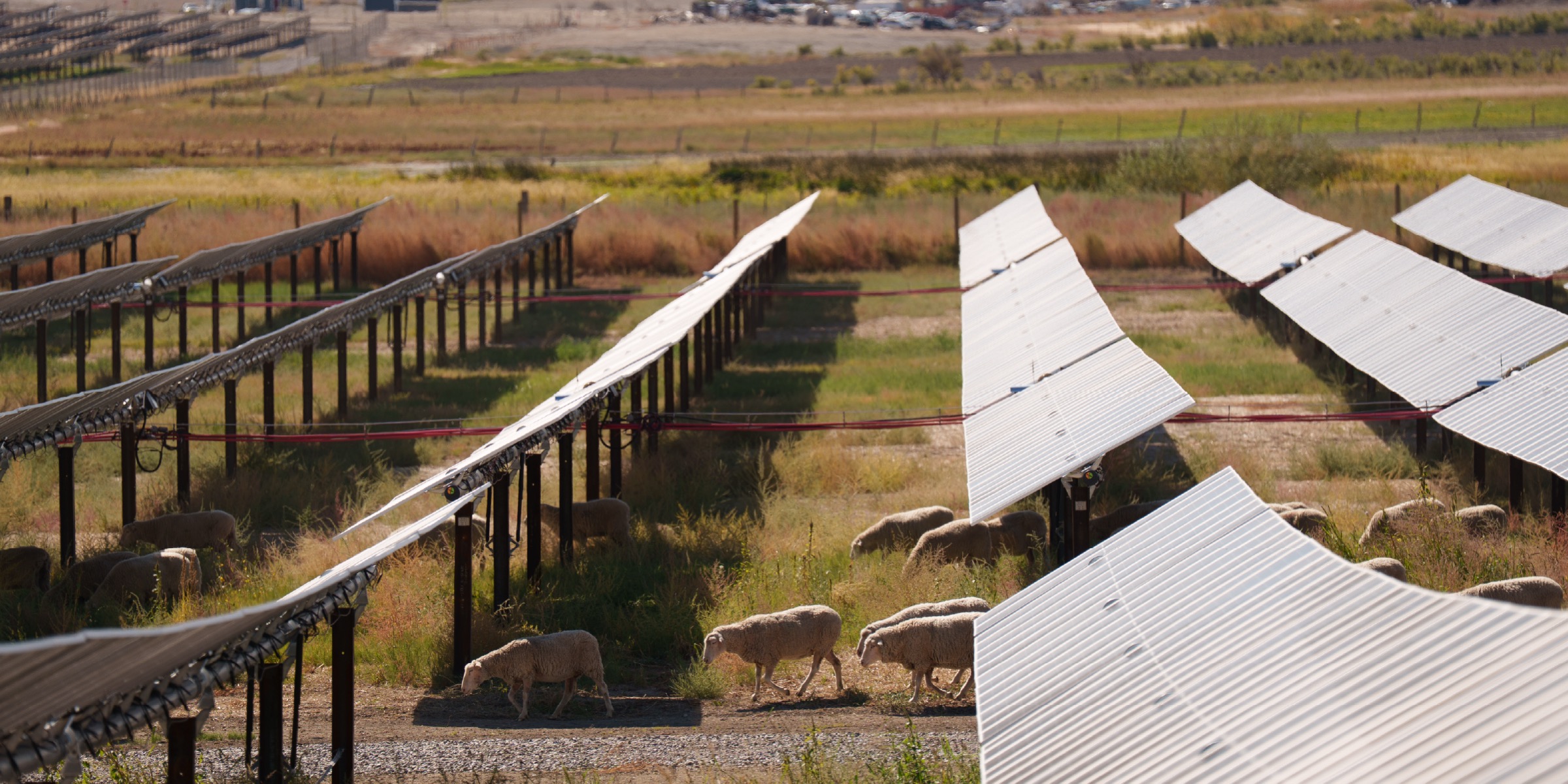 Photo of sheep walking under solar panels at Garnet Mesa Solar