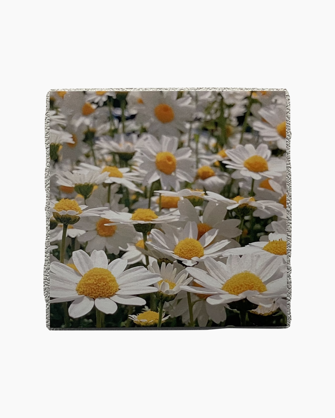 노란 중심부를 가진 흰색 데이지 꽃들이 촘촘히 피어 있는 모습.