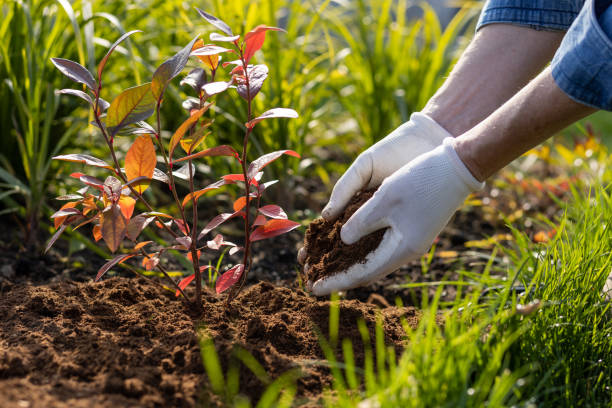 Mulching