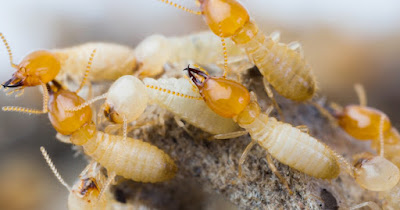 termite brisbane