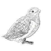 Black and white sketch of a small bird with detailed feather patterns standing sideways.