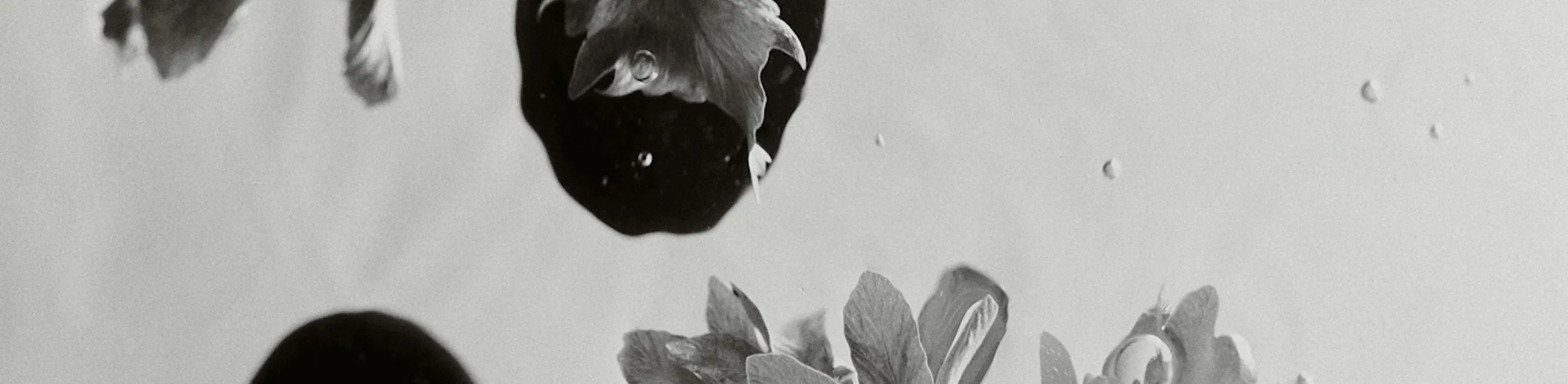 Black and white photo of water droplets and flower petals submerged in water.