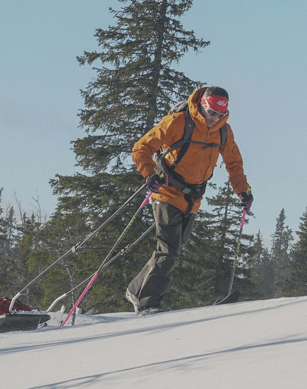 Person skiing uphill on snow, wearing orange jacket, red headband, and pulling a sled in a forest.