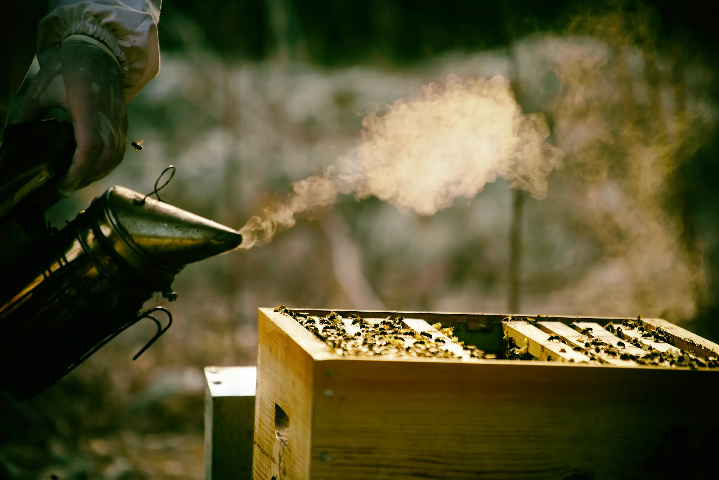 Quote illustration for Mel Caramel honey from Mallorca