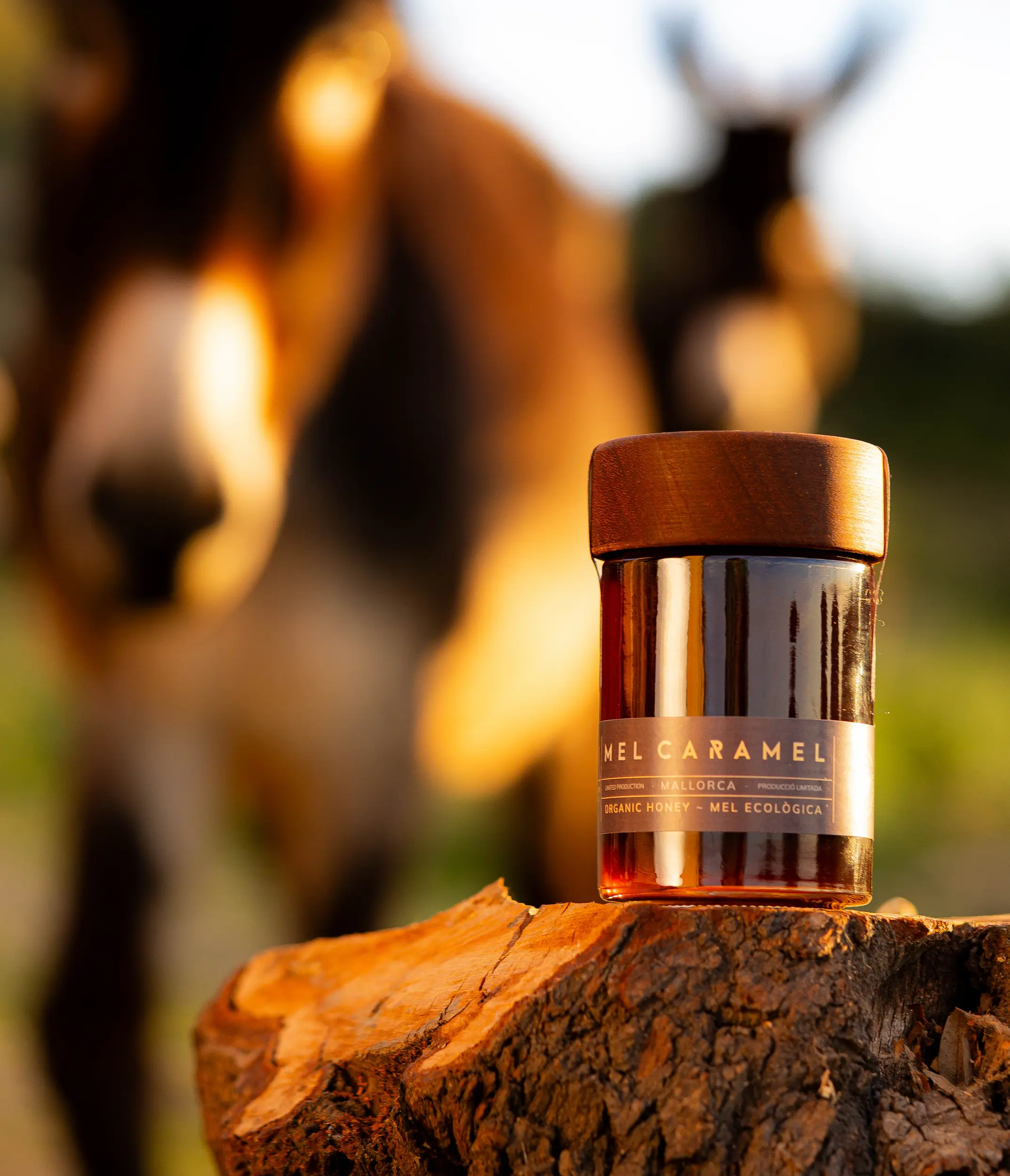 Photo by Tarek Serraj