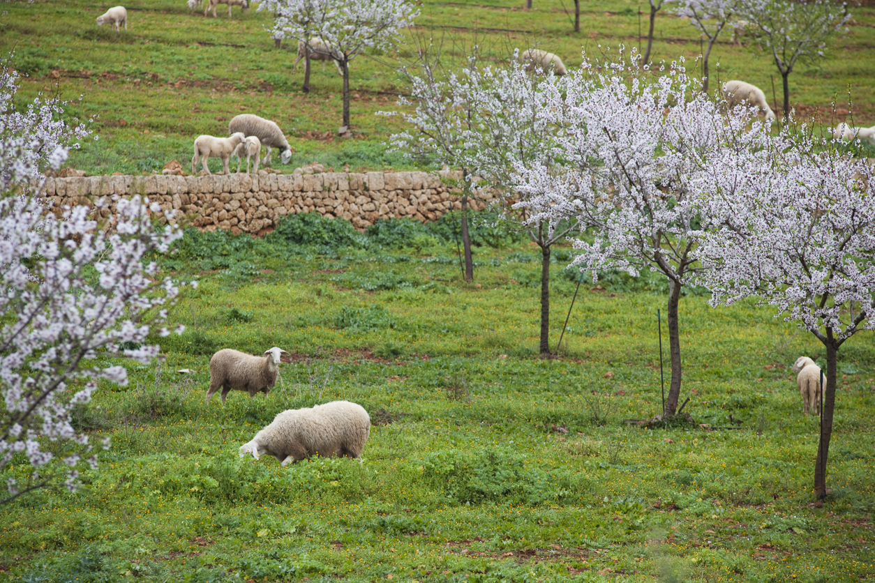 Almonds of Mallorca: From Delicate Blossoms to Culinary Delights - View Mallorca