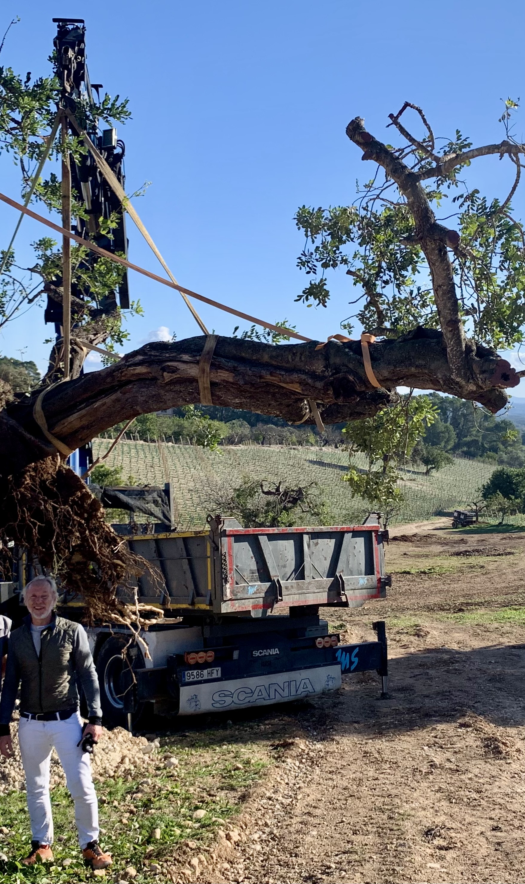 Replanting carob trees on the property