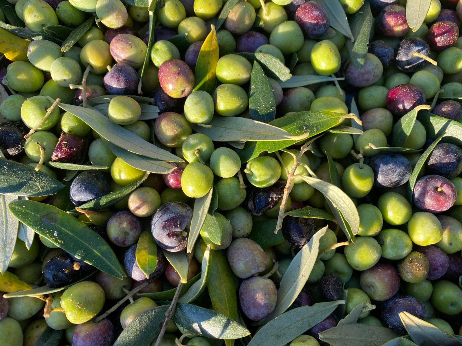 Olives at Aubocassa