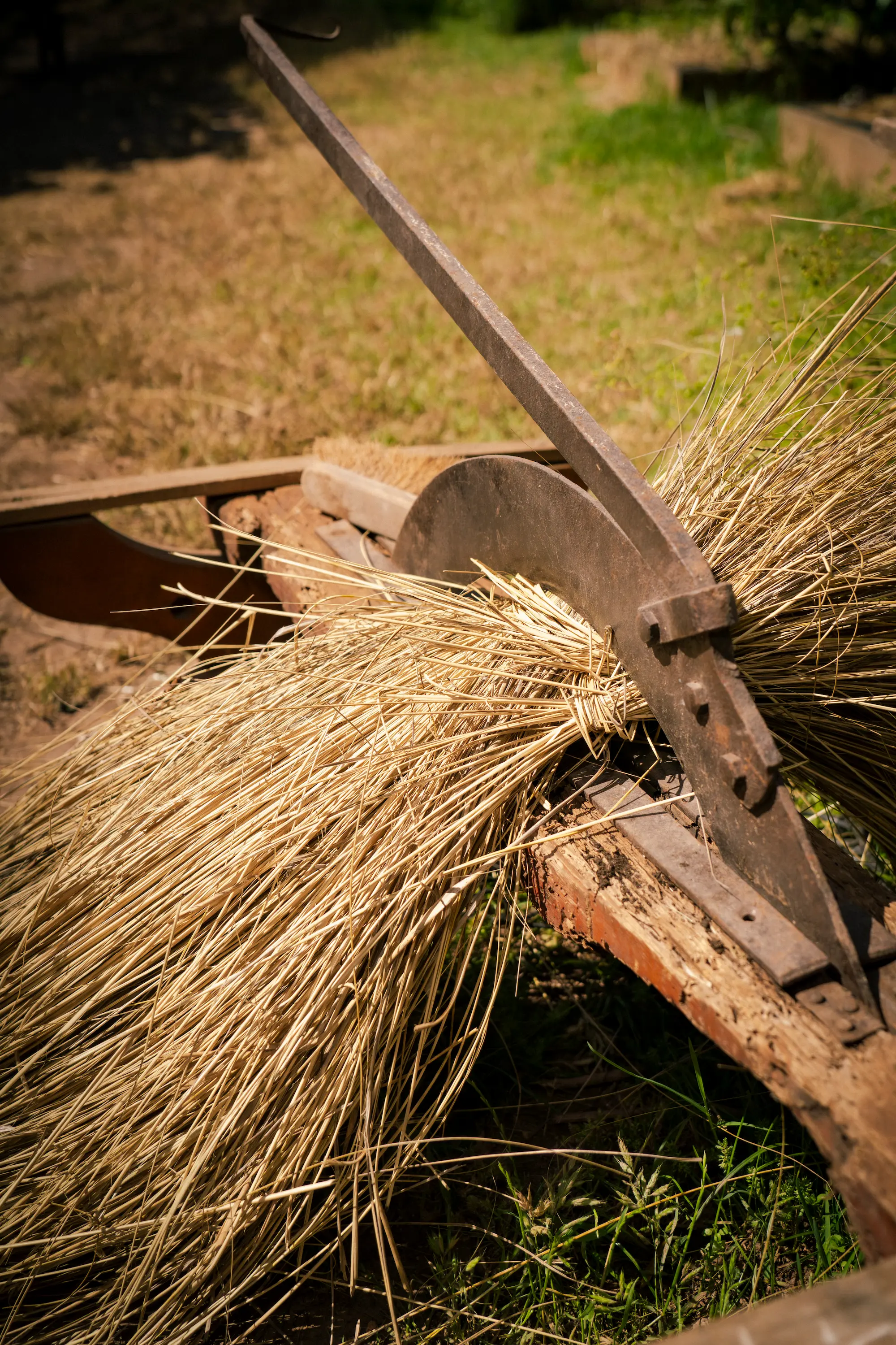 Harvest season at El Huerto del Mar, Photo: Duncan Kendall