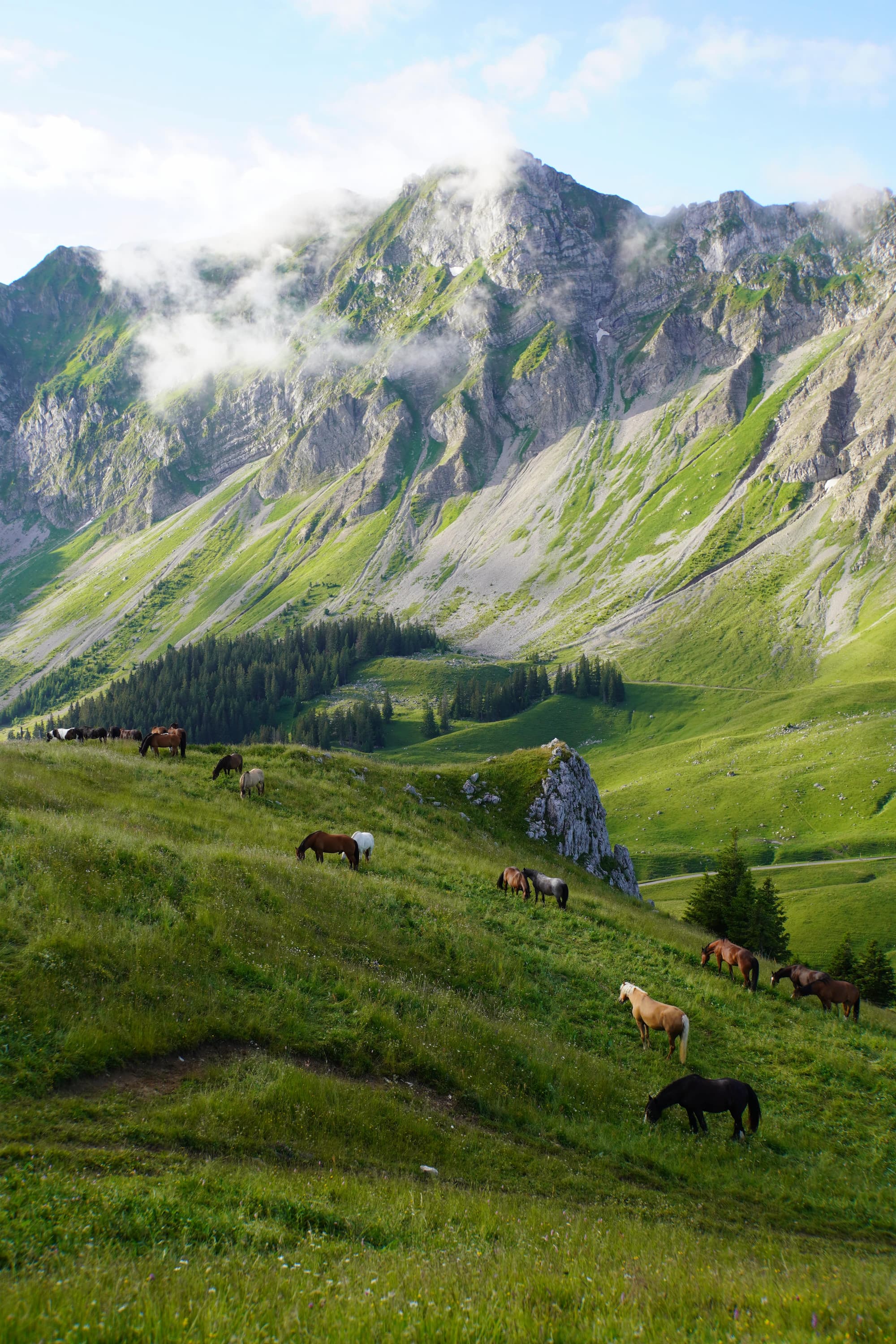 Opening photo: Carina Mai Wald / Above: Horses in the wild in Geysen's Swiss farm