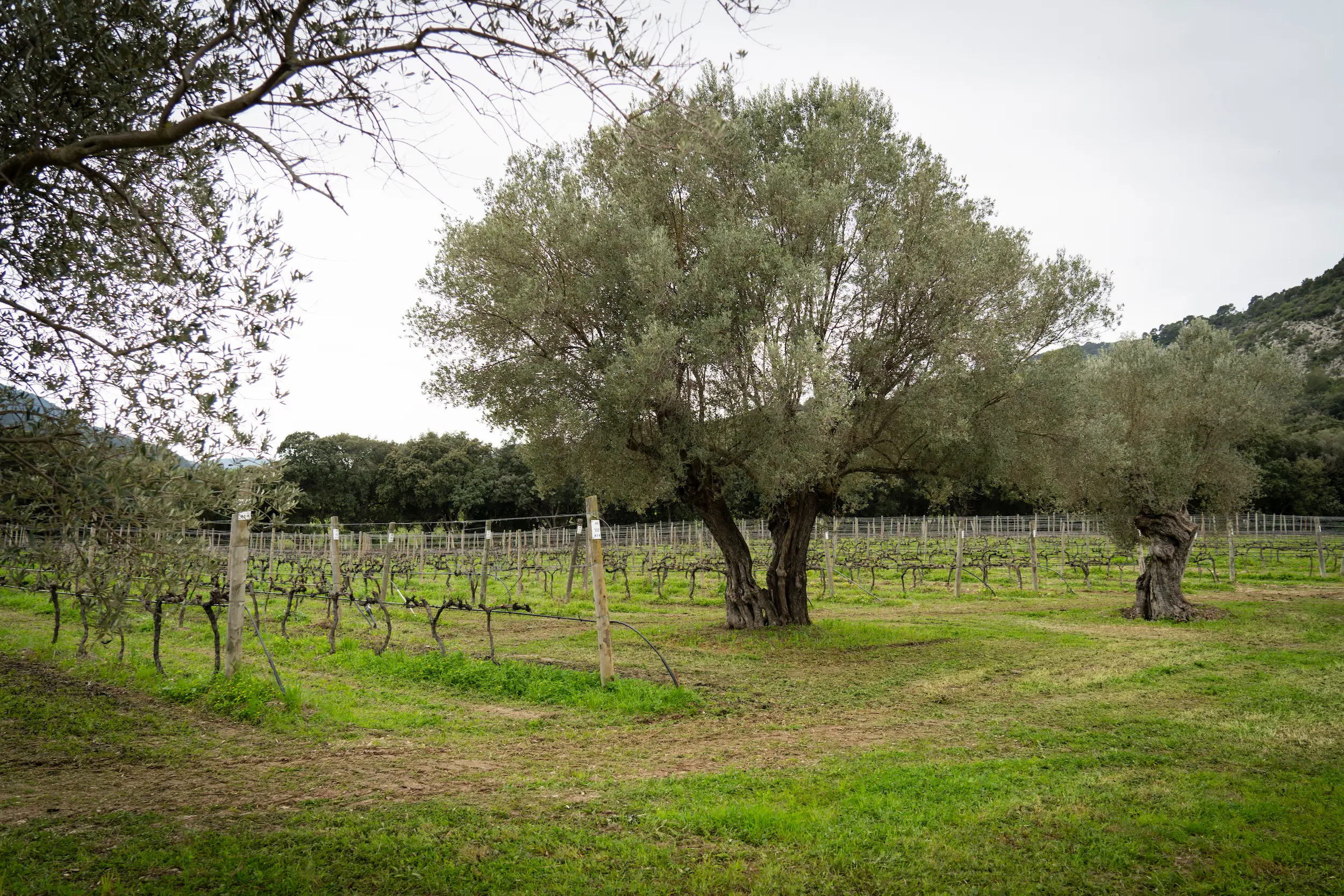 Unearthing the Past, Tasting the Future - View Mallorca