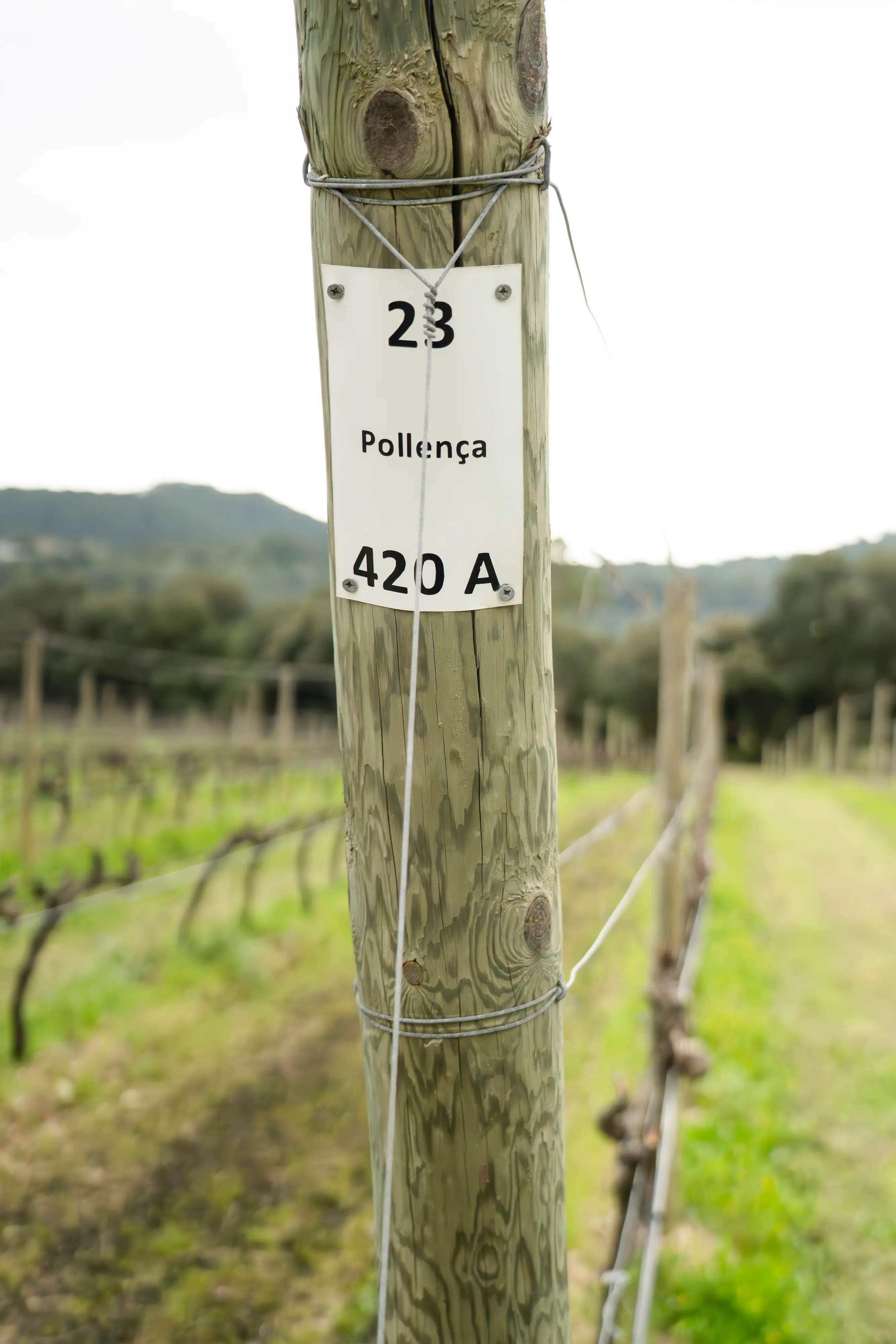 Photo by Duncan Kendall