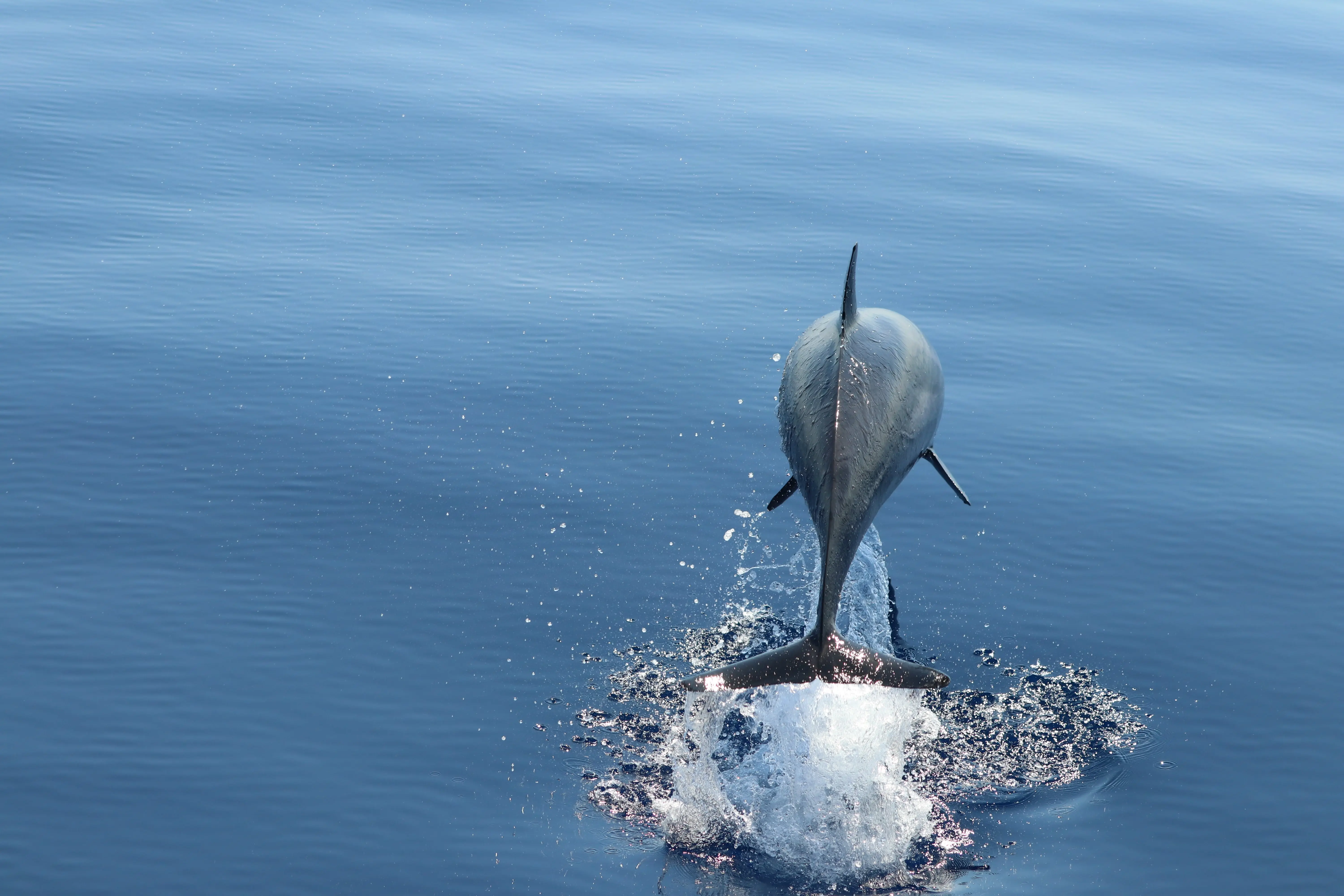 Photo courtesy Tursiops