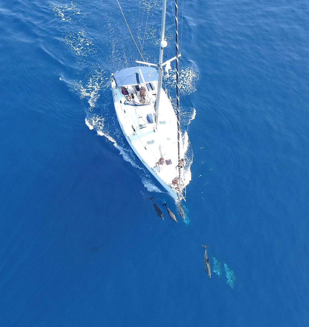 Photo courtesy Tursiops