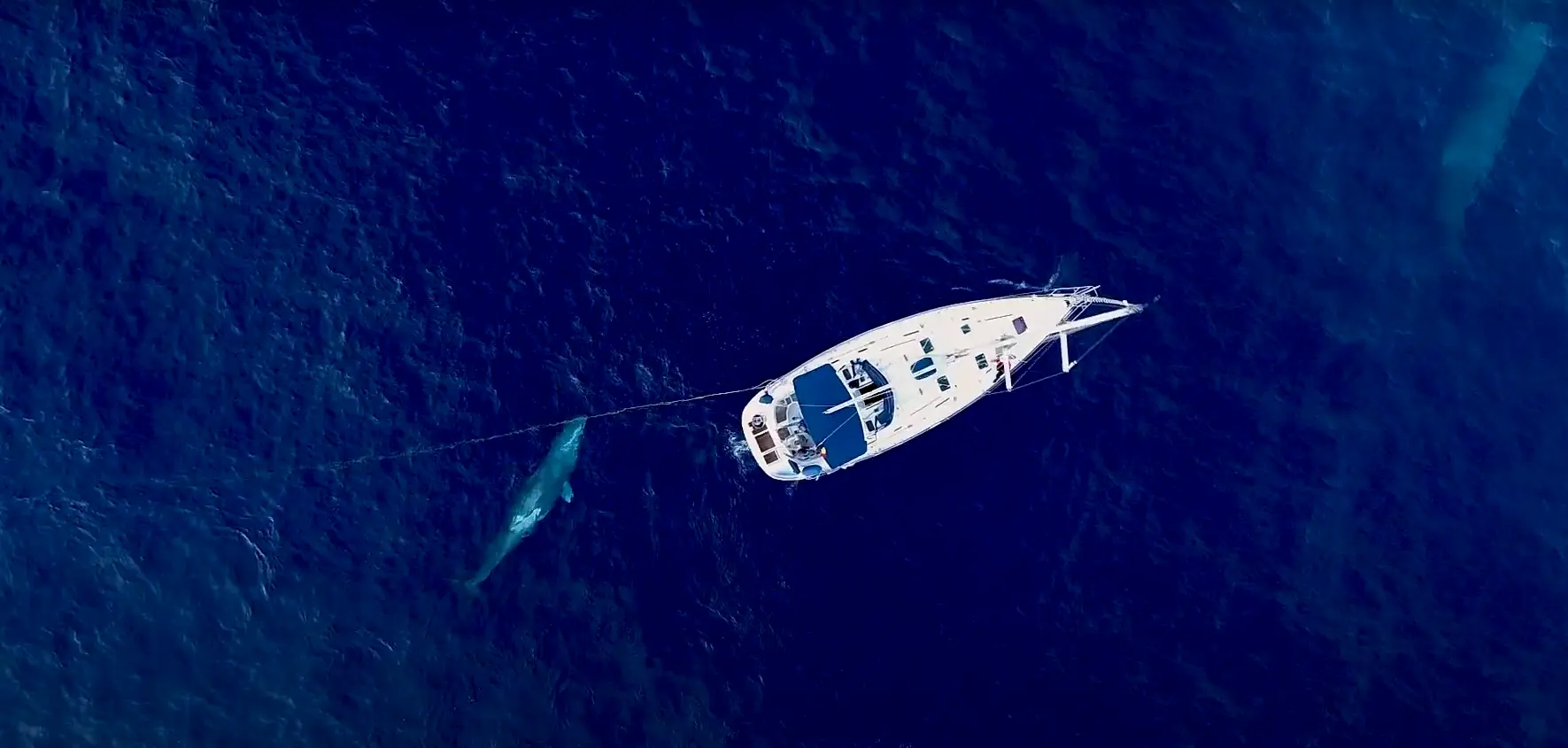 Discovering the Balearic Sperm Whale - View Mallorca