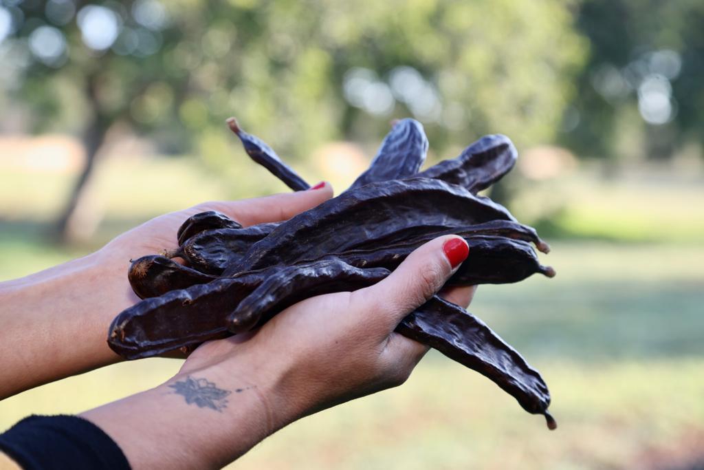 Discover Mallorca's Carob, a Superfood with Deep Roots - View Mallorca