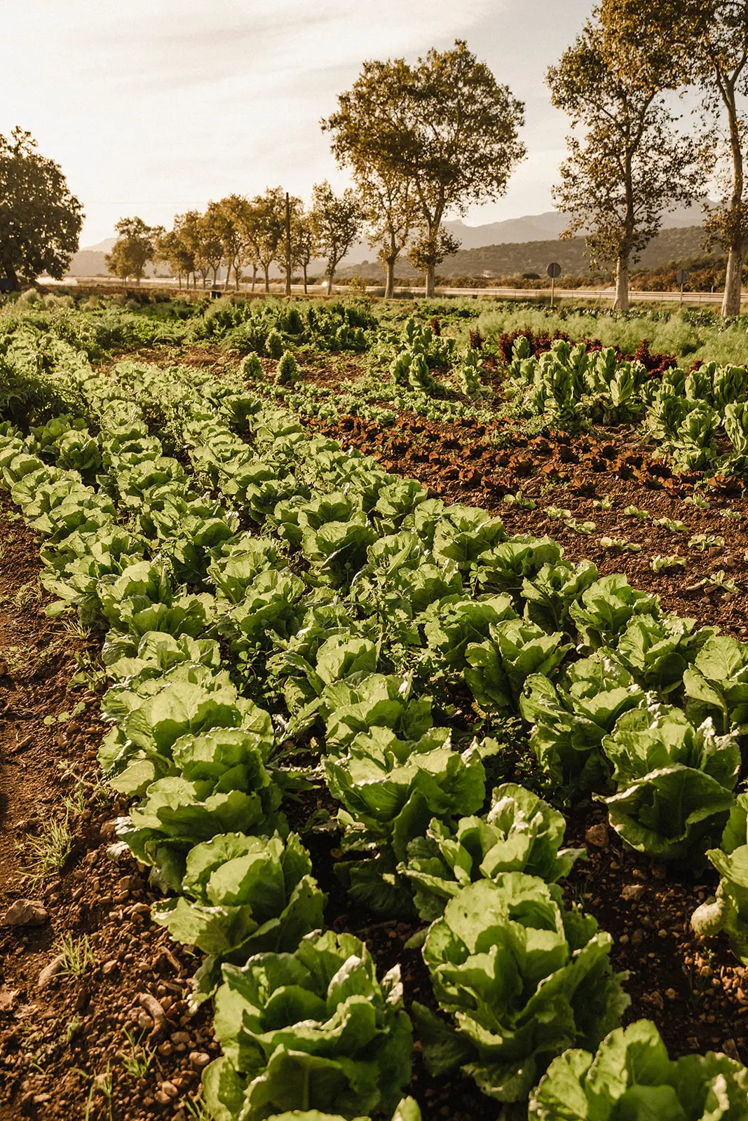 Maca de Castro vegetable garden