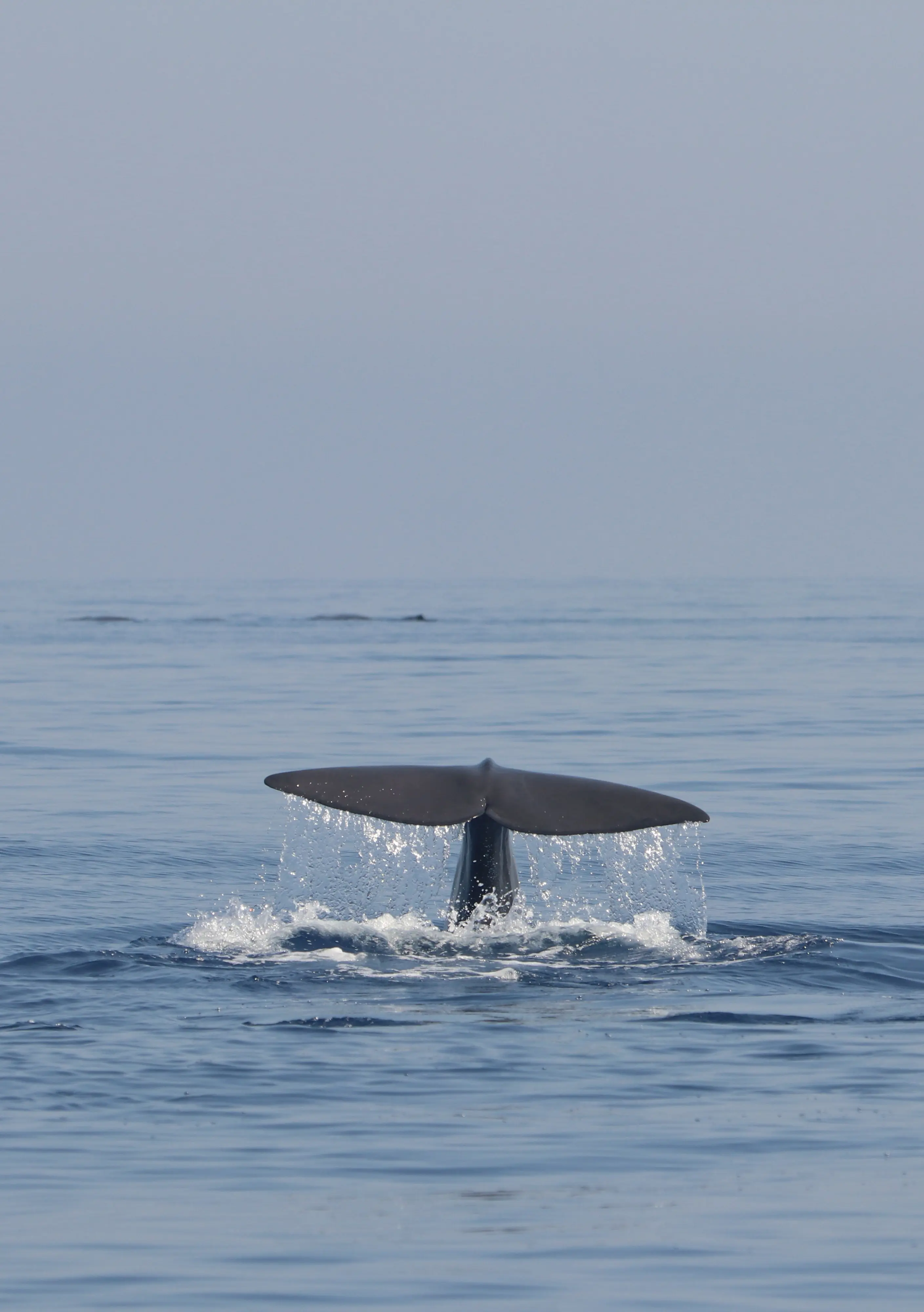 Photo courtesy Tursiops