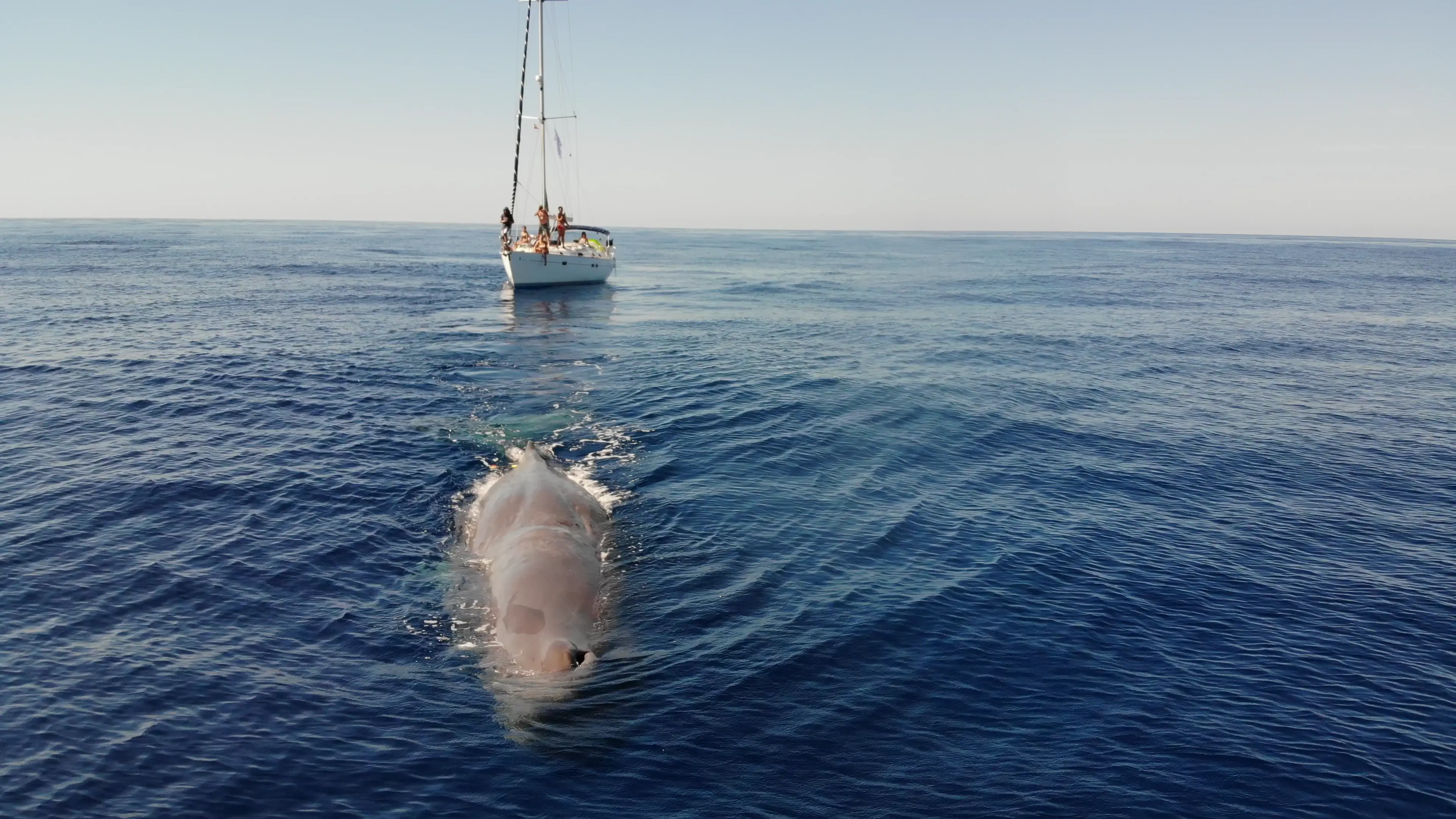 Quote illustration for Discovering the Balearic Sperm Whale