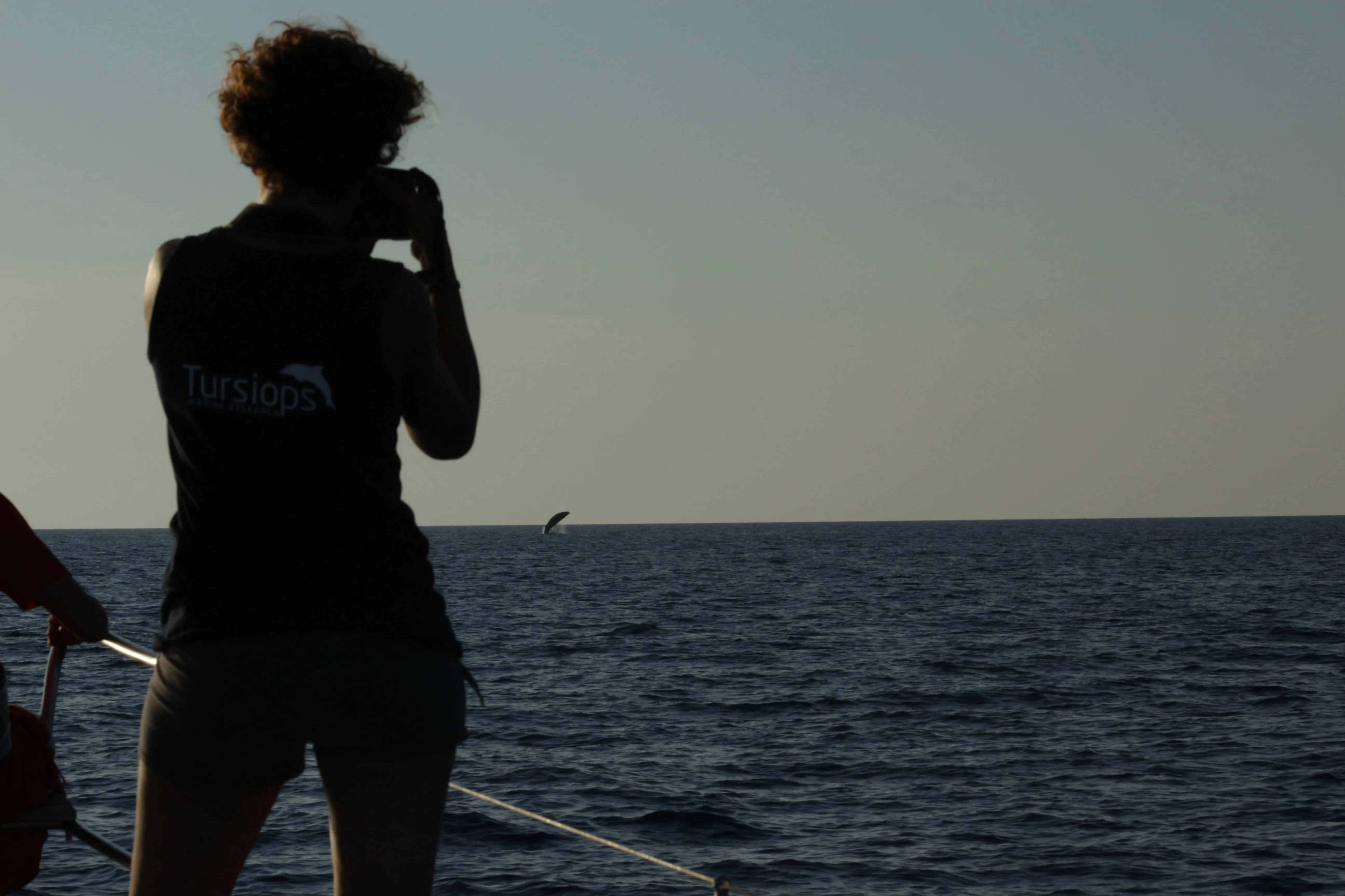 Photo courtesy Tursiops