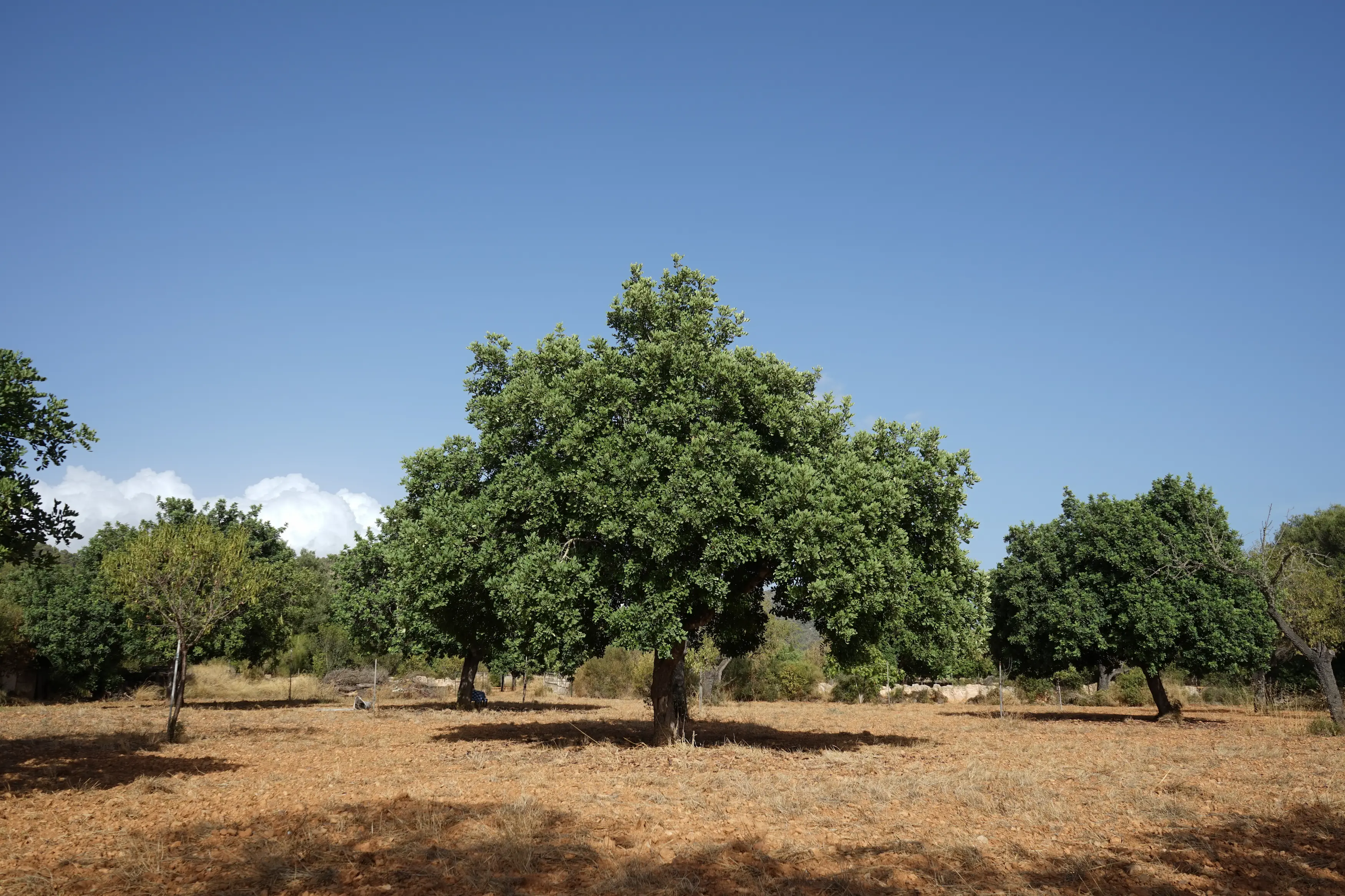 Photo courtesy Es Garrover