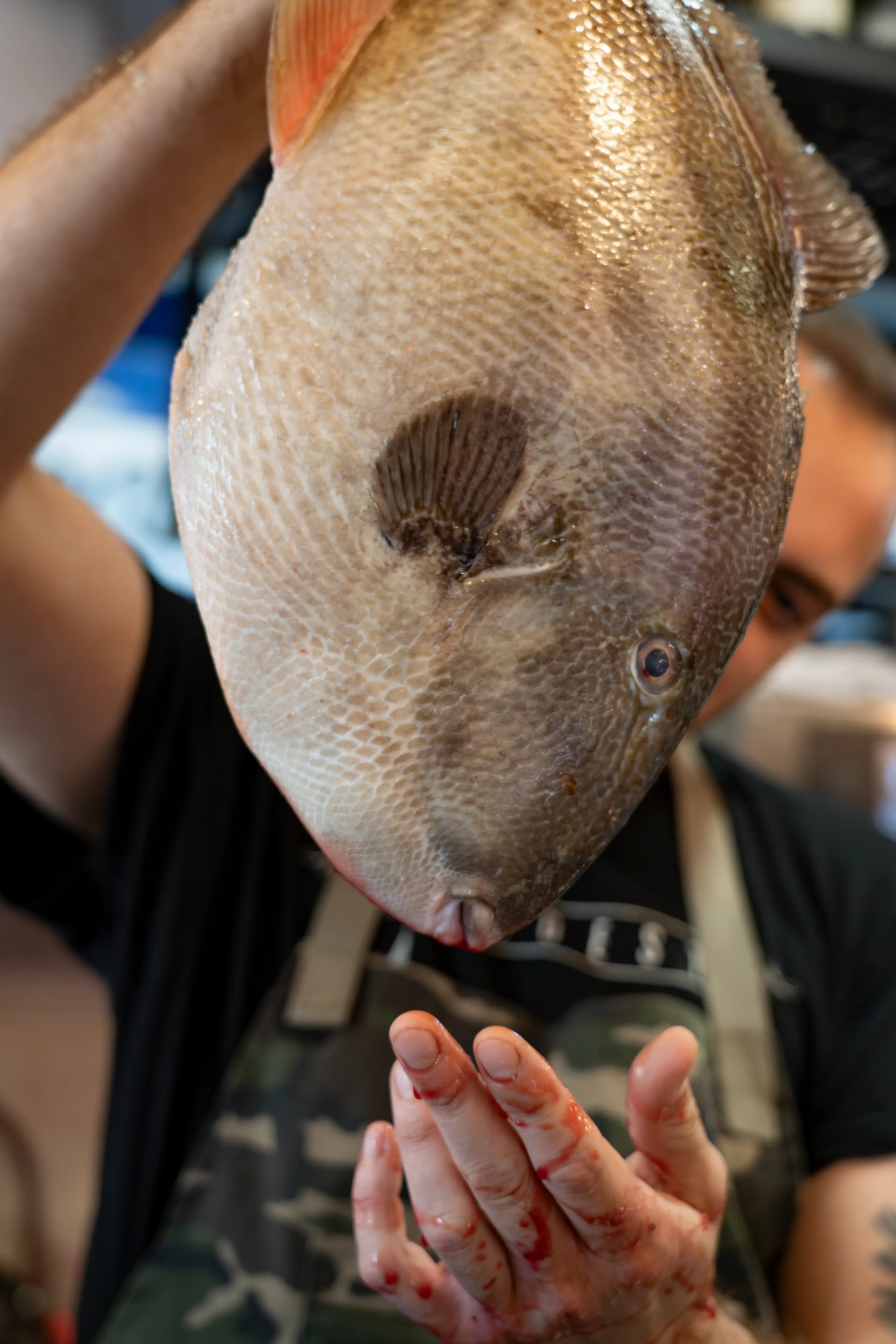 Surer fish fresh from the market, Photo by Duncan Kendall