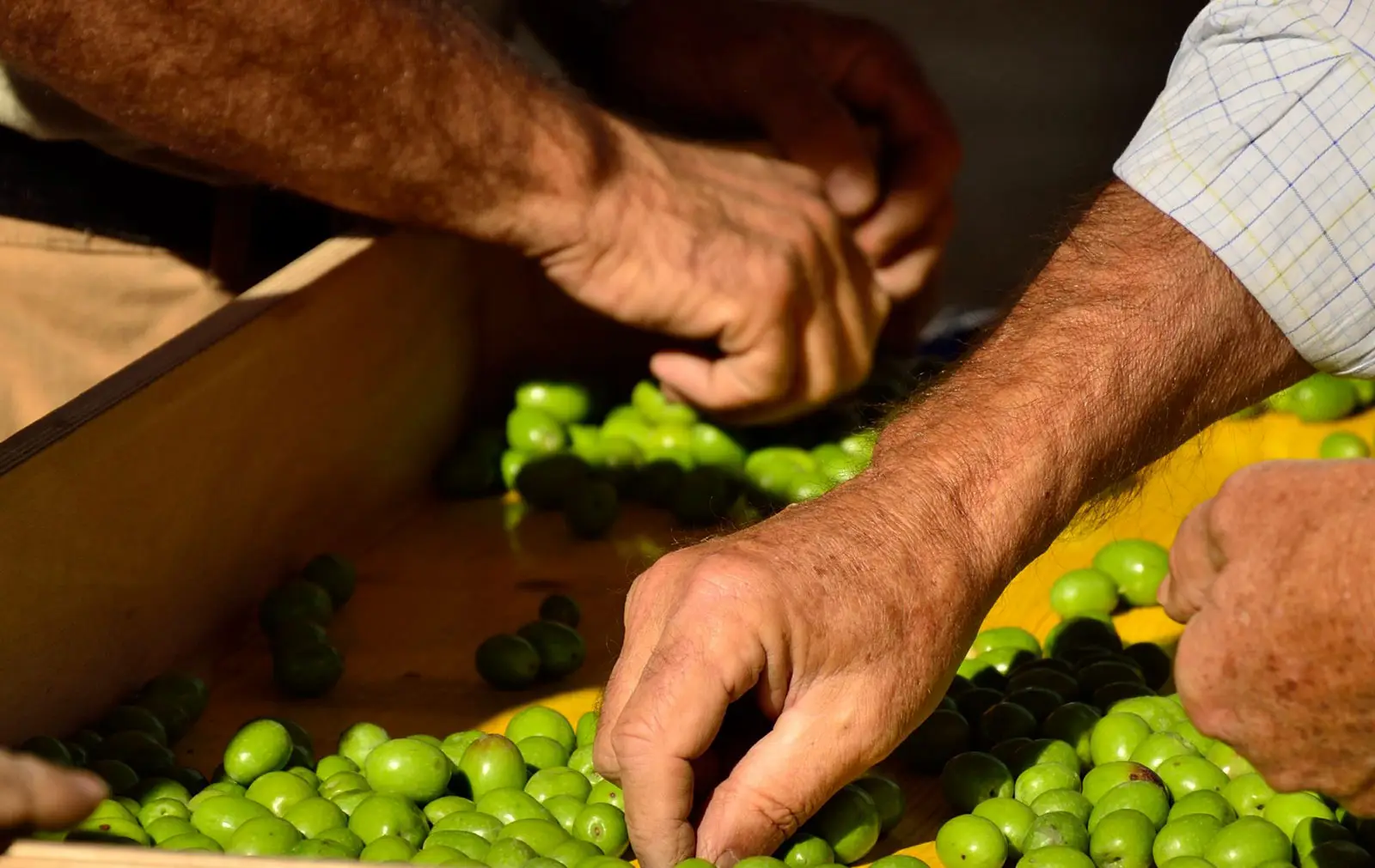 Harvesting olives, courtesy of Solivellas