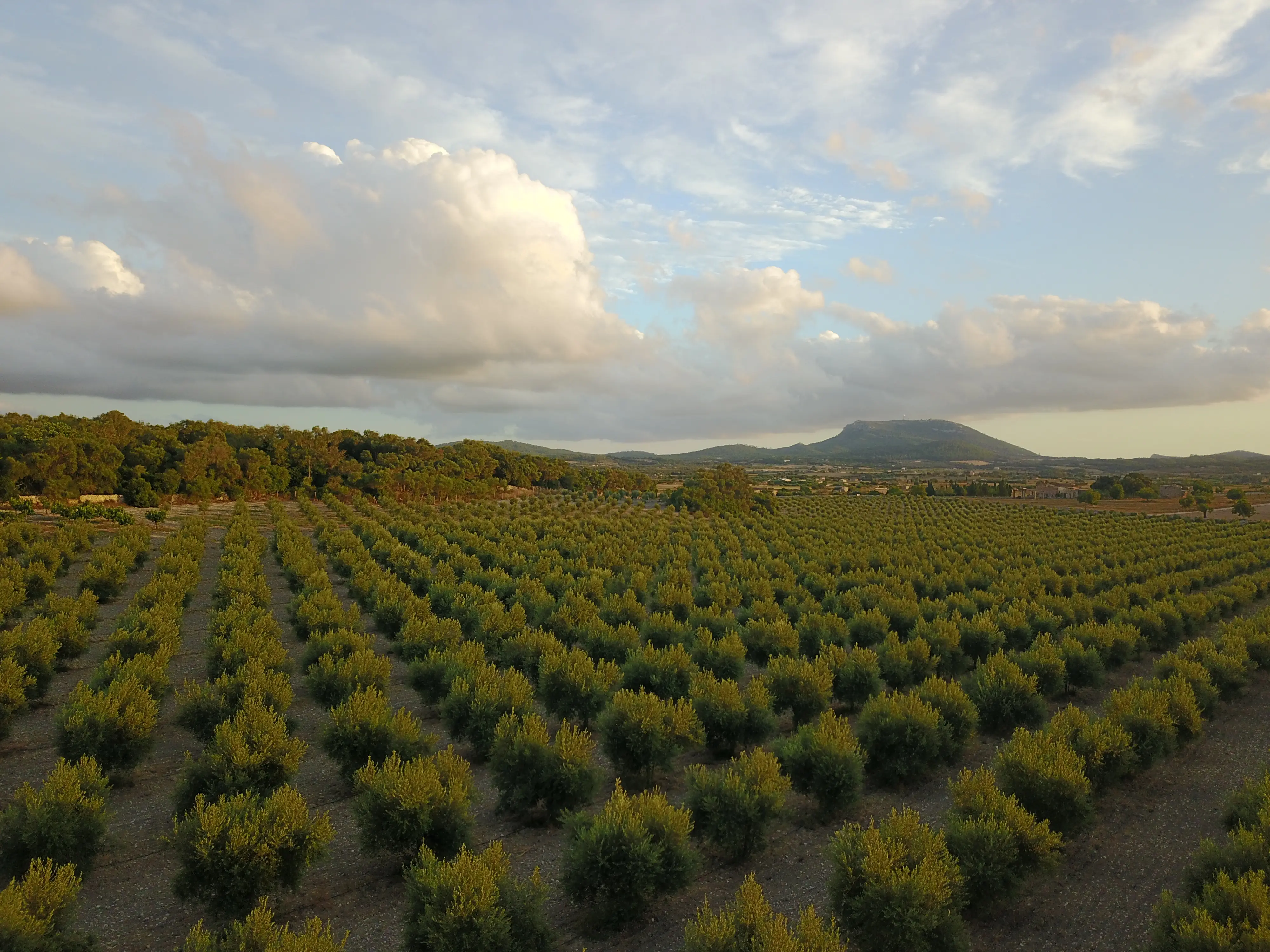 Courtesy of Son Naava