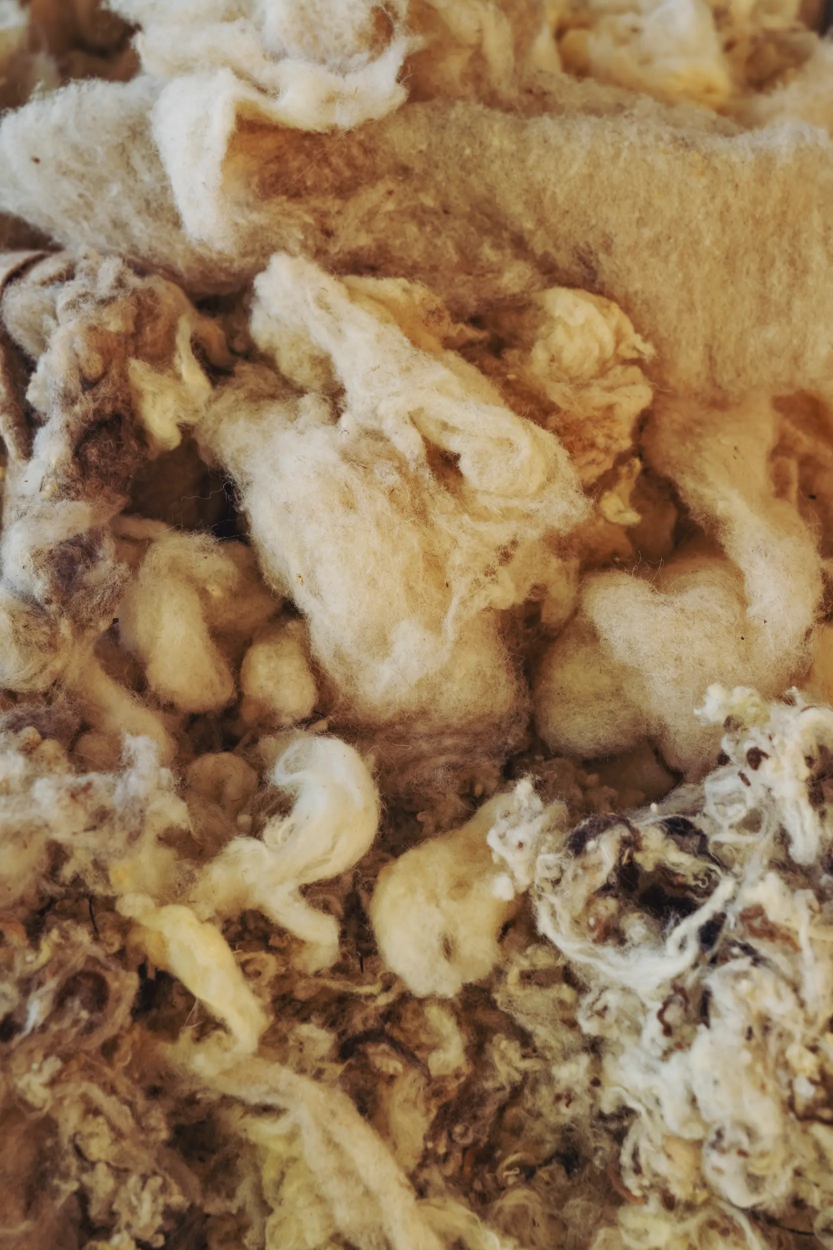 Raw wool before it is processed