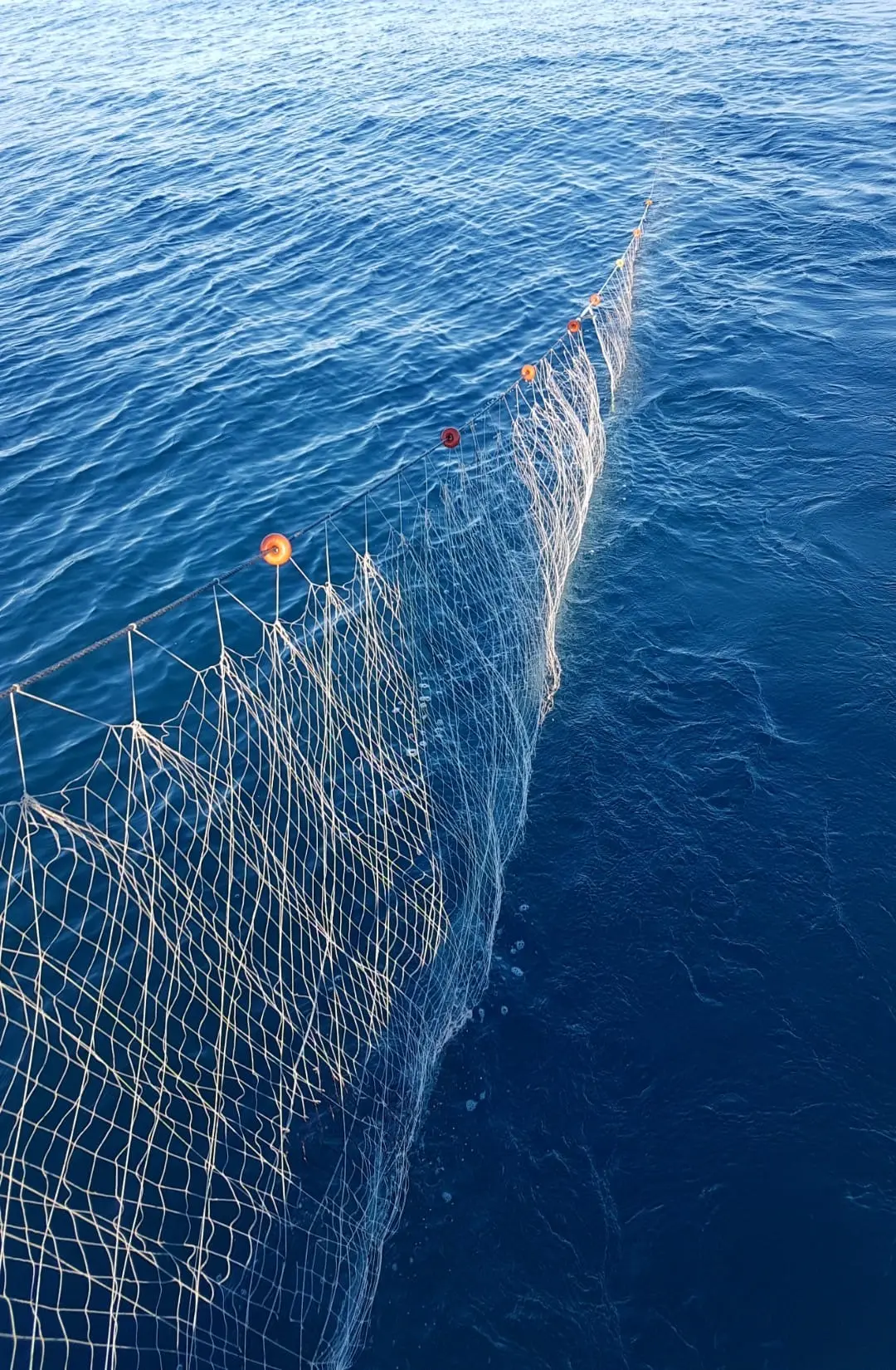Fishing nets in the water. Photo Laura Pott