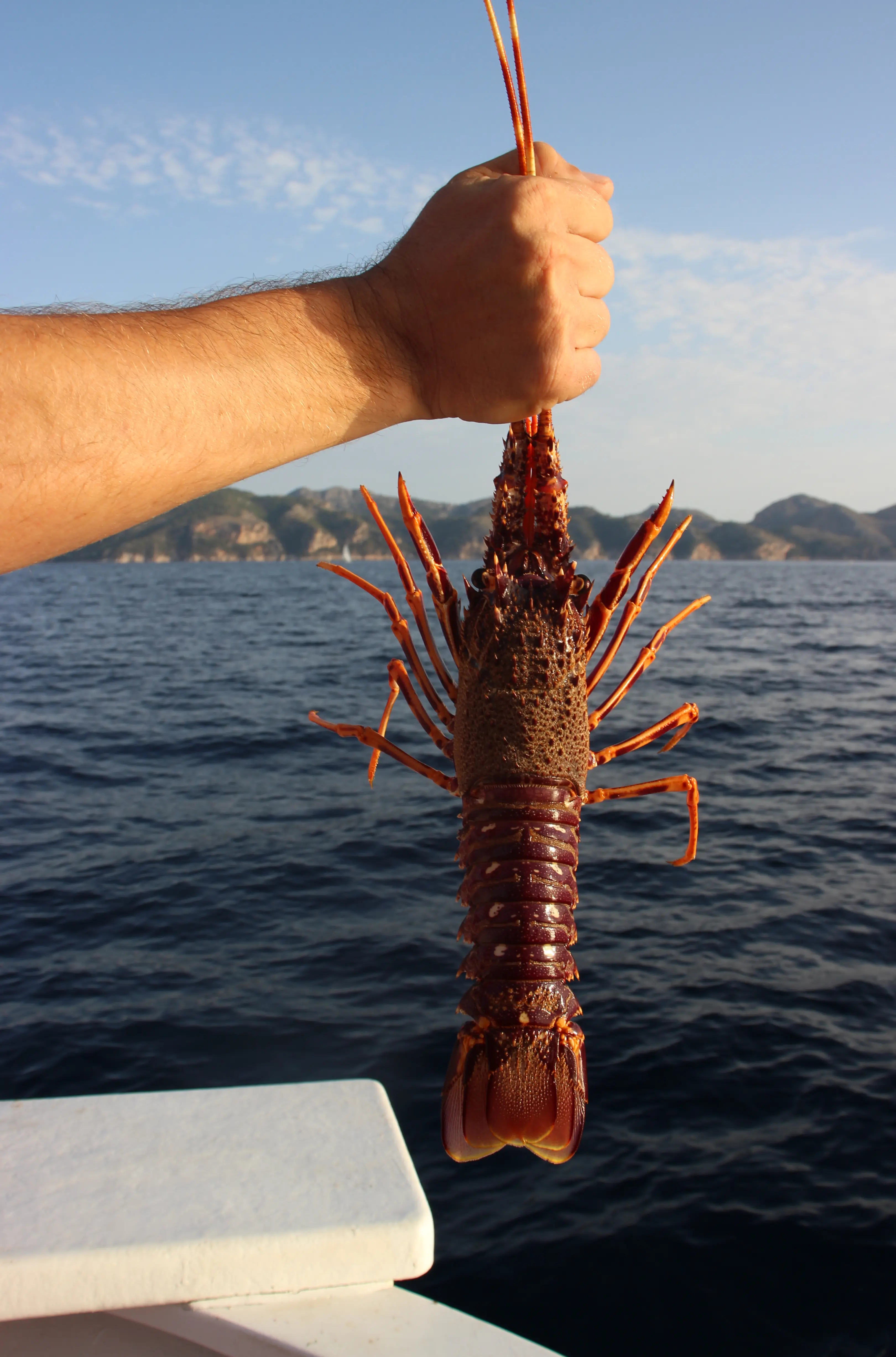 Fresh lobster, Photo Laura Pott