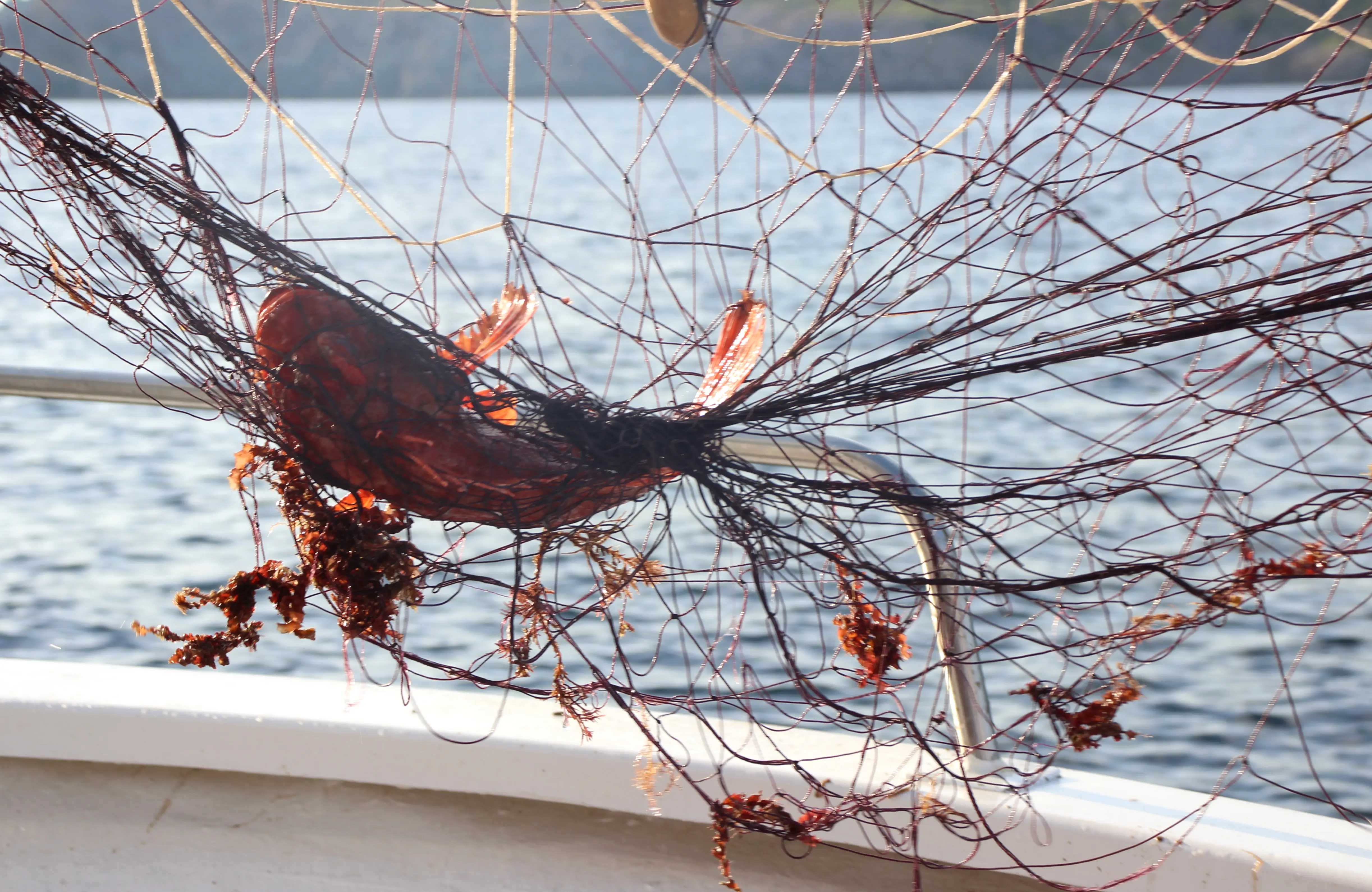 Quote illustration for Olga Capote on Navigating Tradition and Change as a Fisherwoman in Mallorca