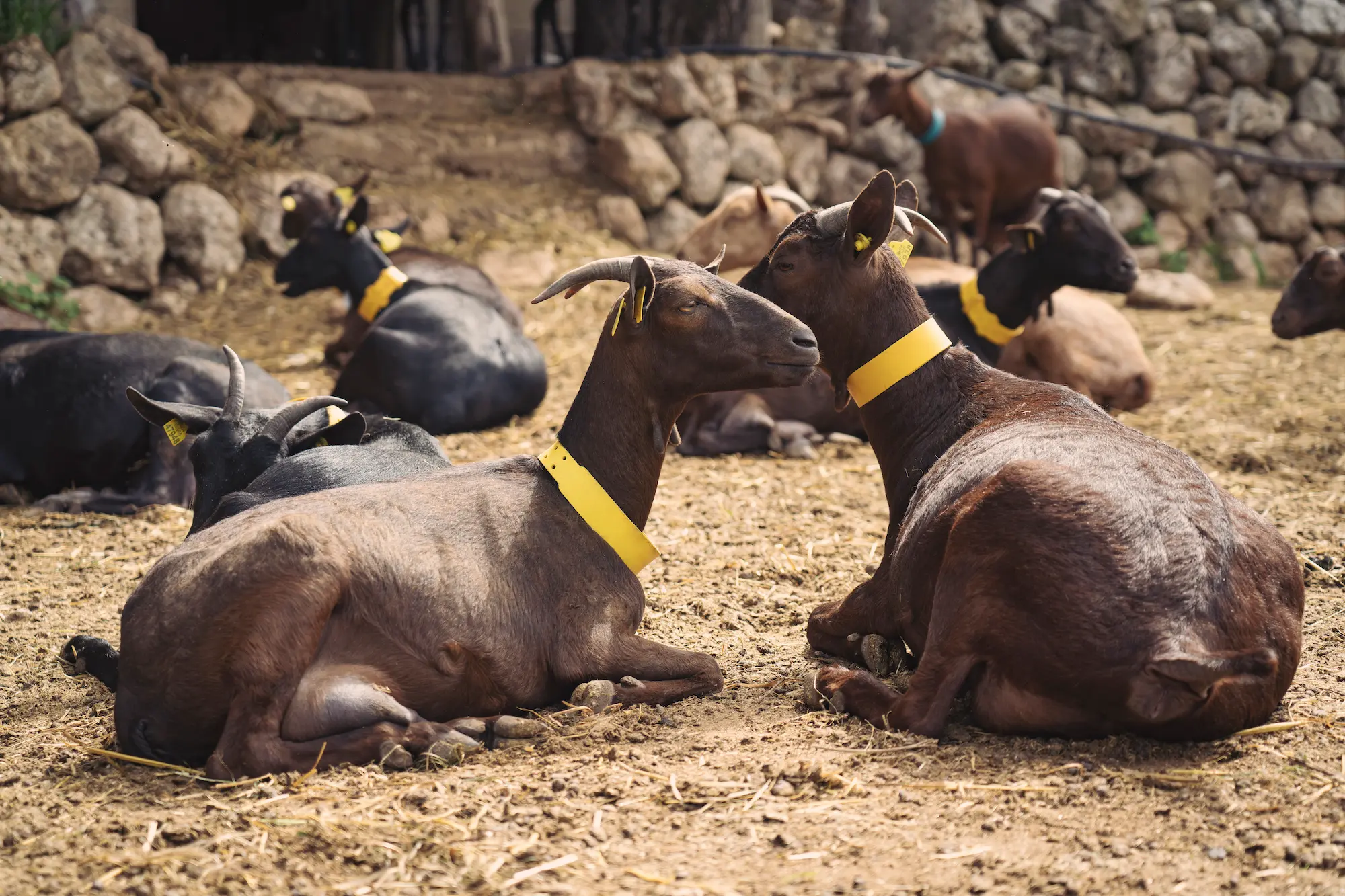 Sa CabretaFarm. Photo: Duncan Kendall