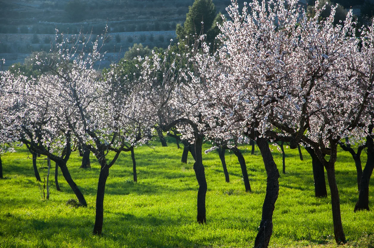 Almond trees typically flower end of January into early February