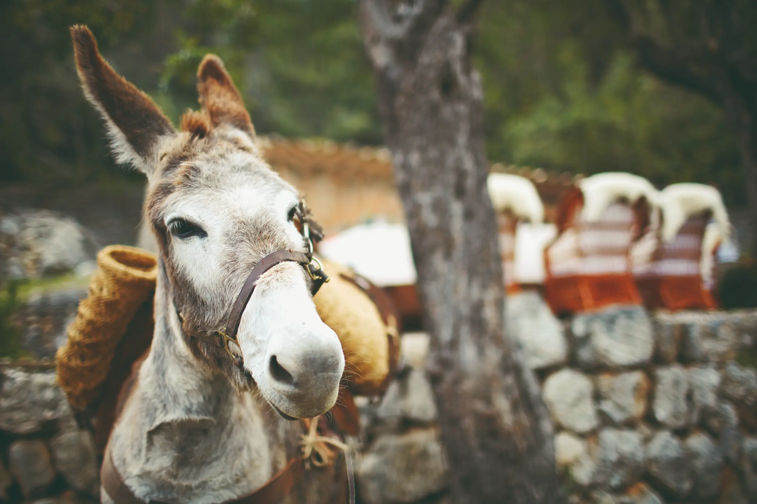 Photo courtesy of Belmond La Residencia