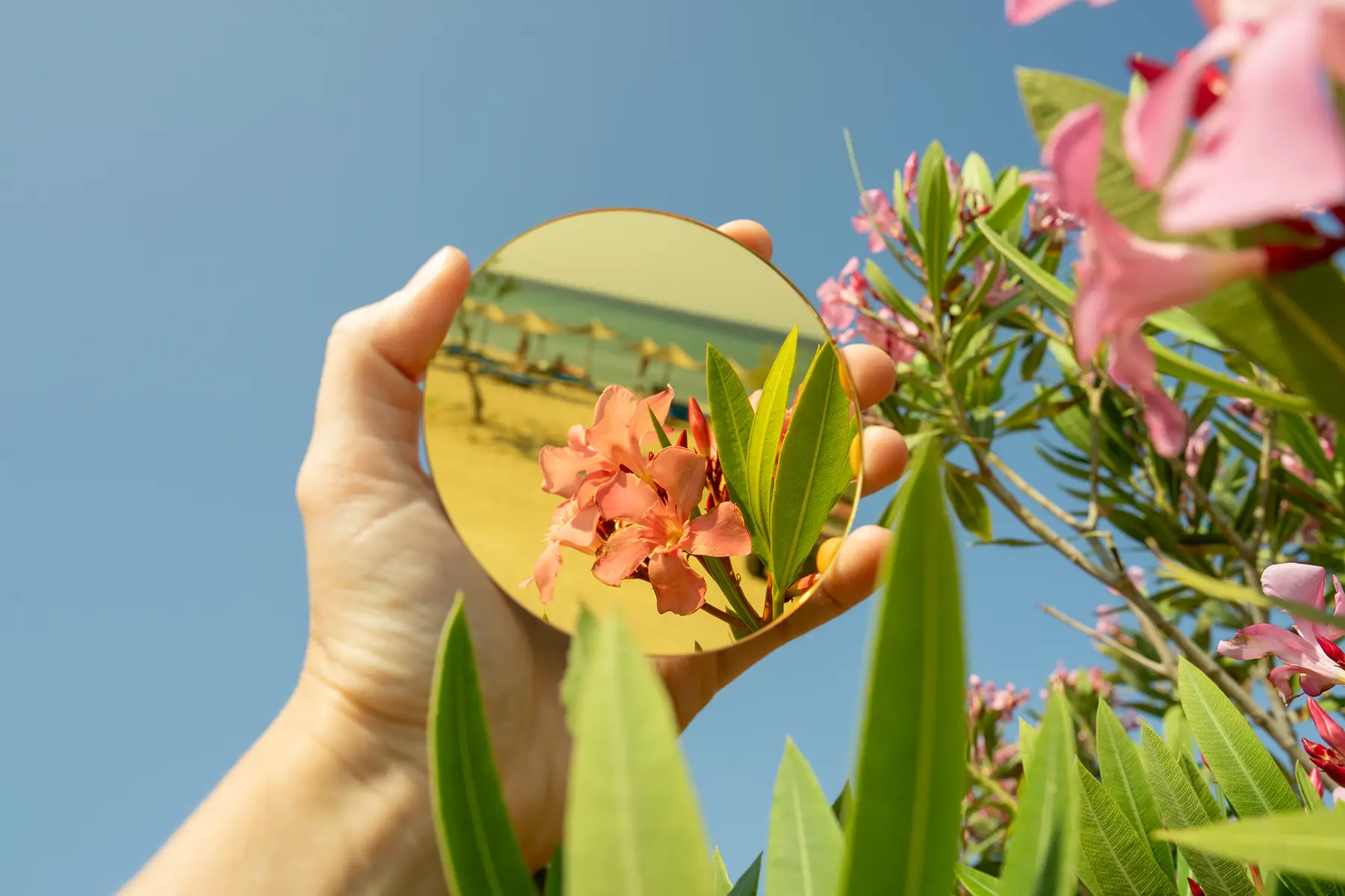 Hand holding mirror reflecting pink flowers