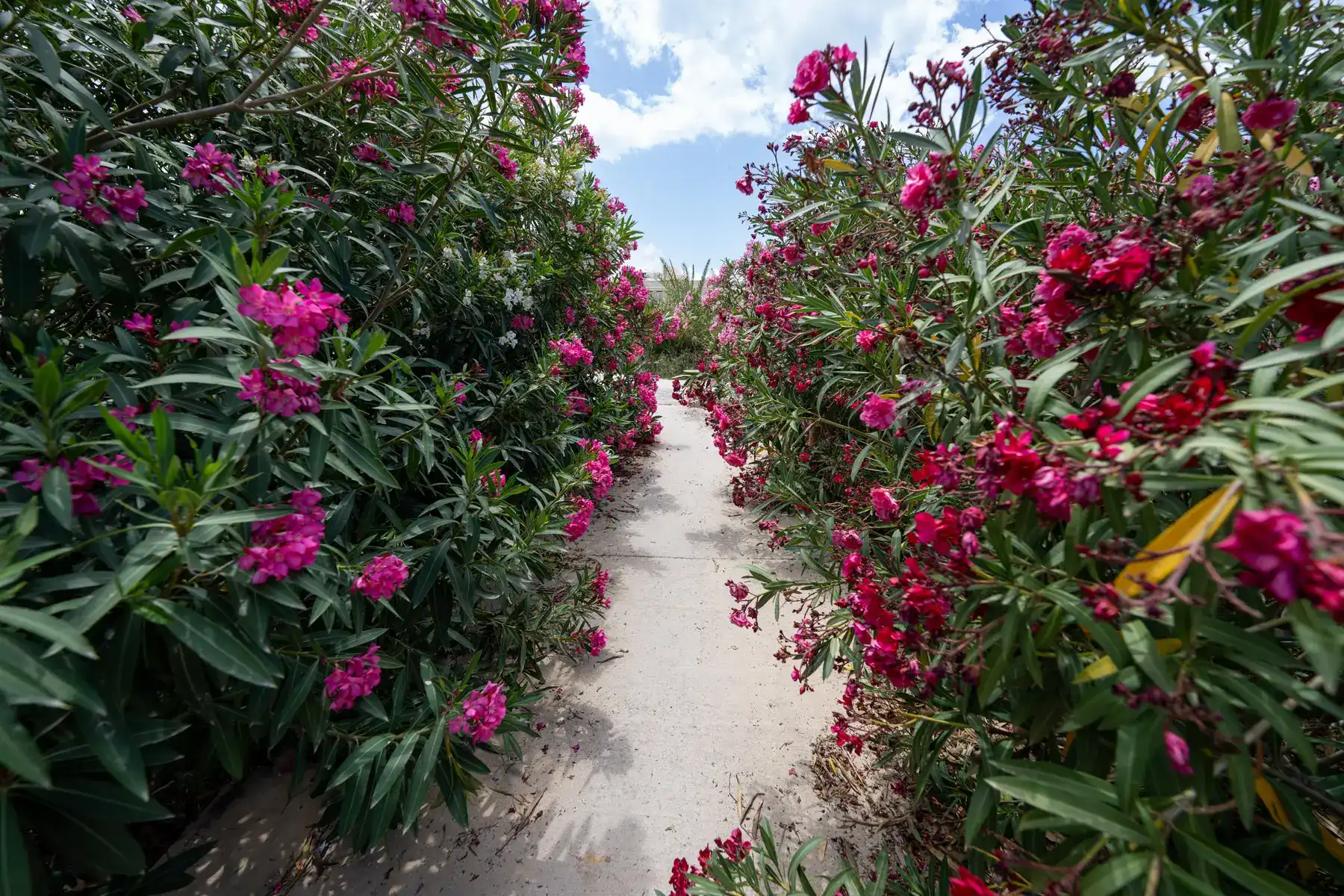 Pathway flanked by blooming oleanders at Venetian city walls of Heraklion