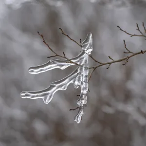 Bare branch against a grey background