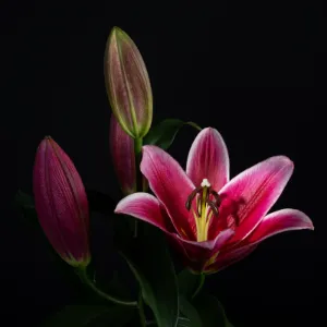Pink lily blossom against a black background