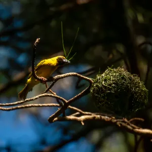 Yellow bird perched on a branch