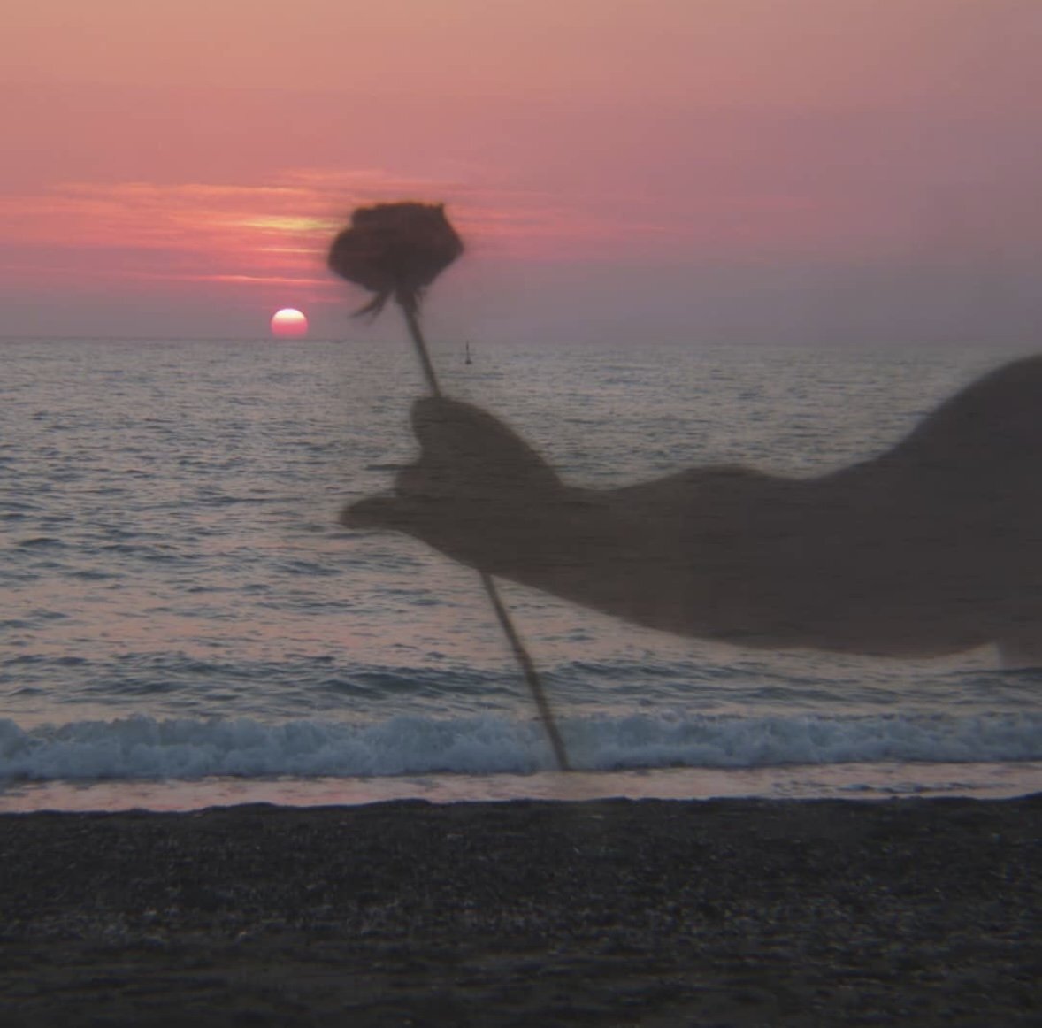 Sunset and hand with rose 