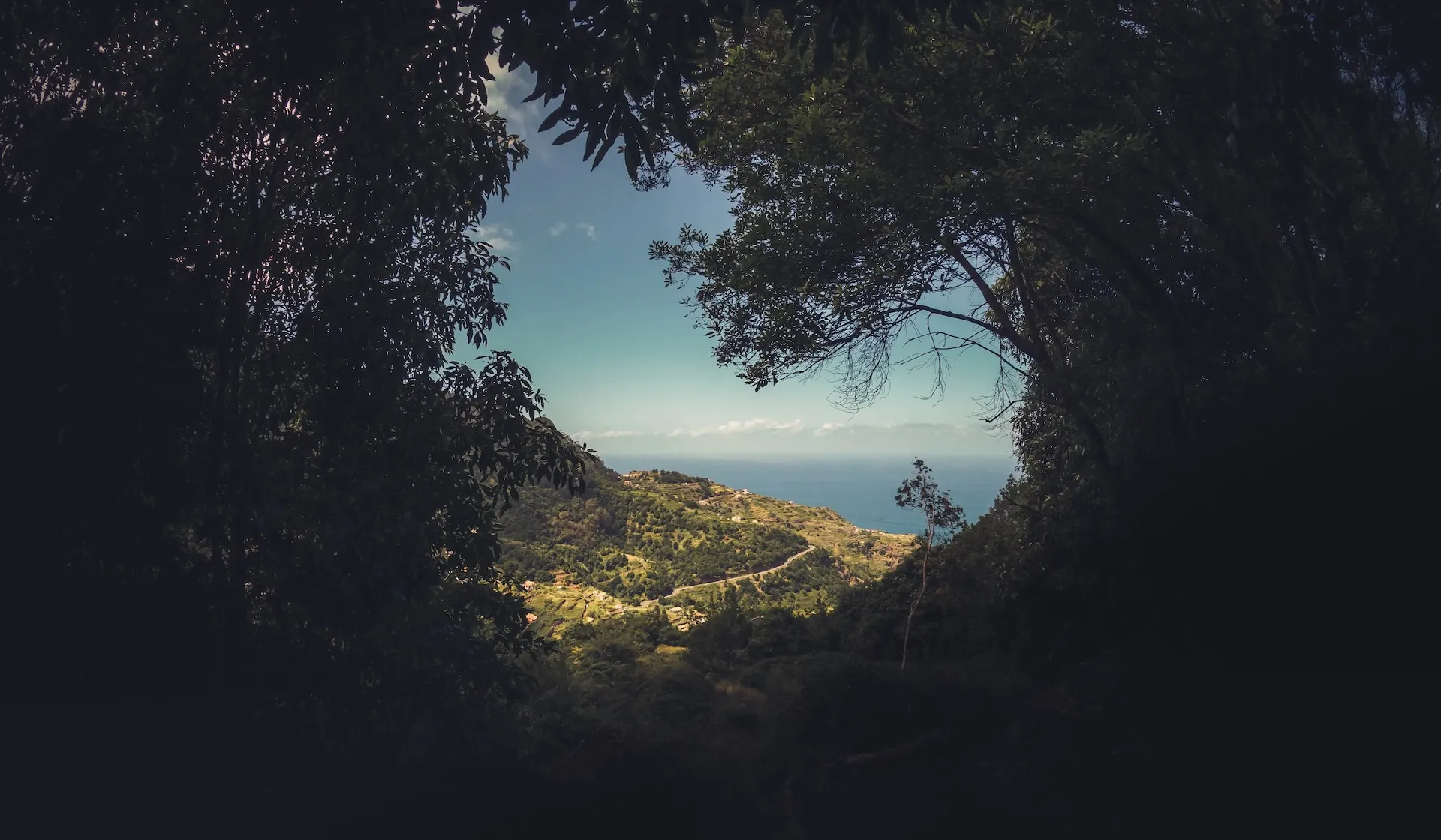 beautiful nature scene with trees and ocean
