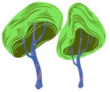 Illustration of two trees with green, textured canopies and slender brown trunks.