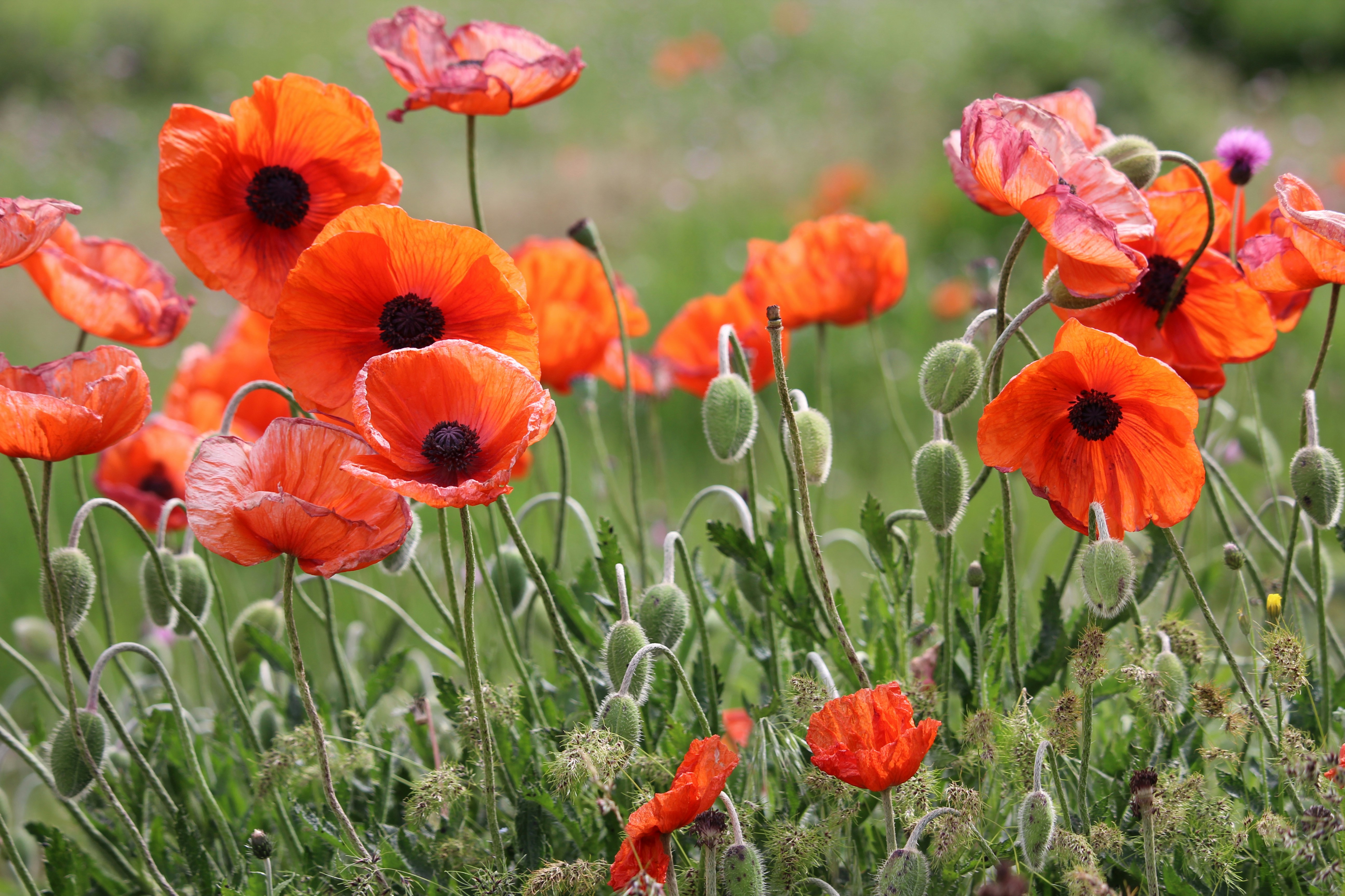 poppies