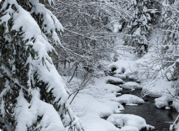 snow covering large trees
