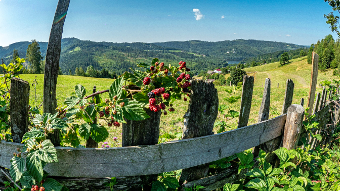 landscape of countryside